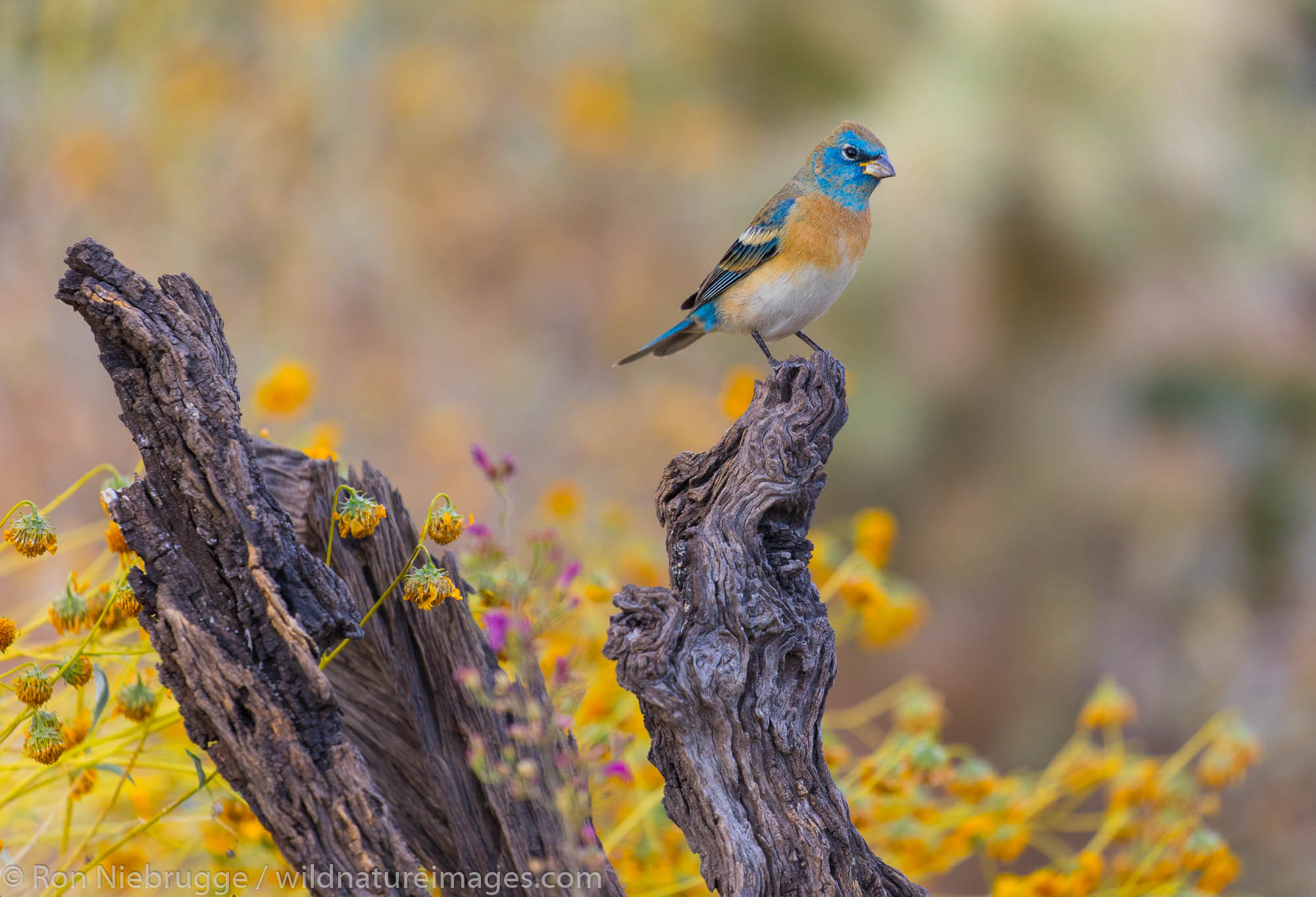 Lazuli Bunting, Tortolita Mountains, Tucson, Arizona