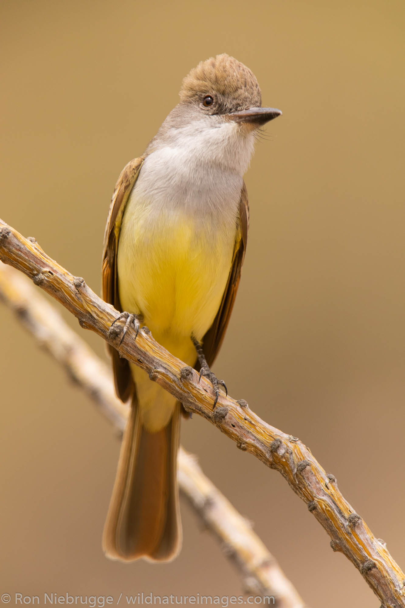 Dusky-capped Flycatcher, Tortolita Mountains, Arizona