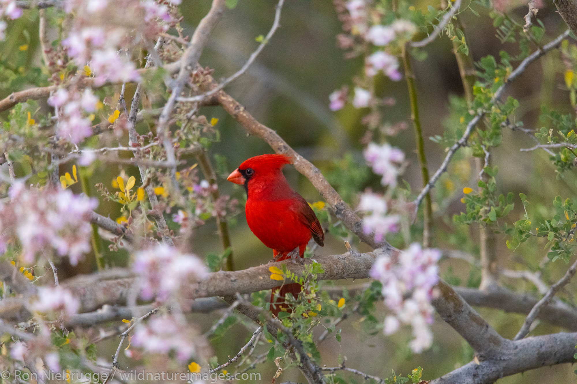 Northern Cardinal, Tortolita Mountains, Marana, near Tucson, Arizona.