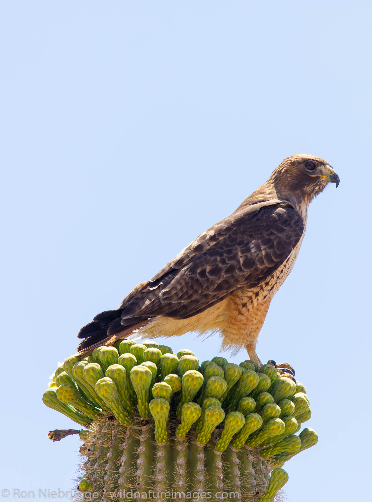 Red-tailed hawk, Tortolita Mountains, Marana, near Tucson, Arizona.