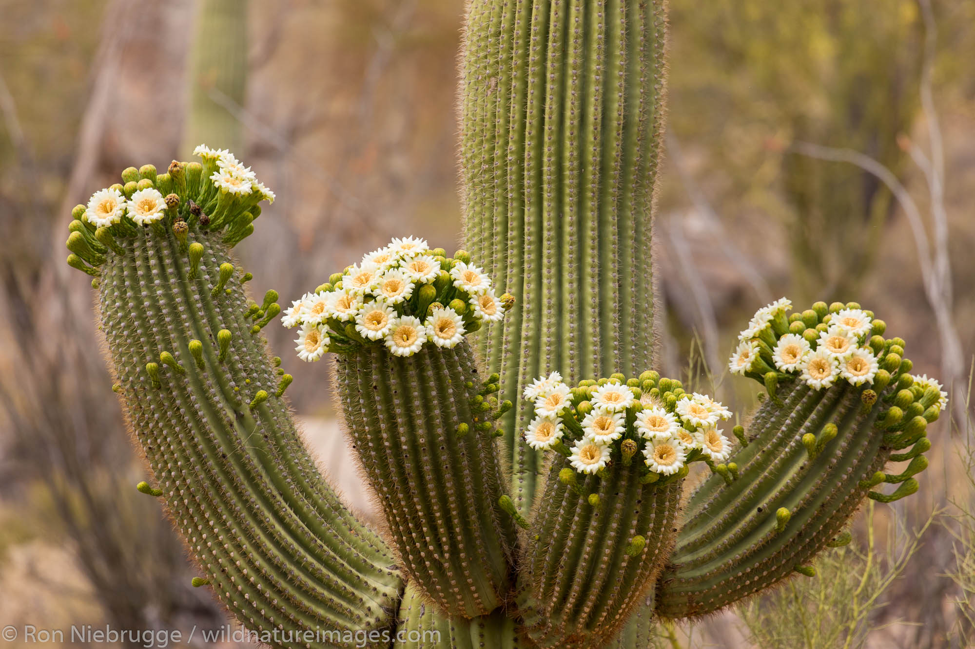 Blooming saguaro cactus.  Tortolita Mountains, Marana, near Tucson, Arizona.