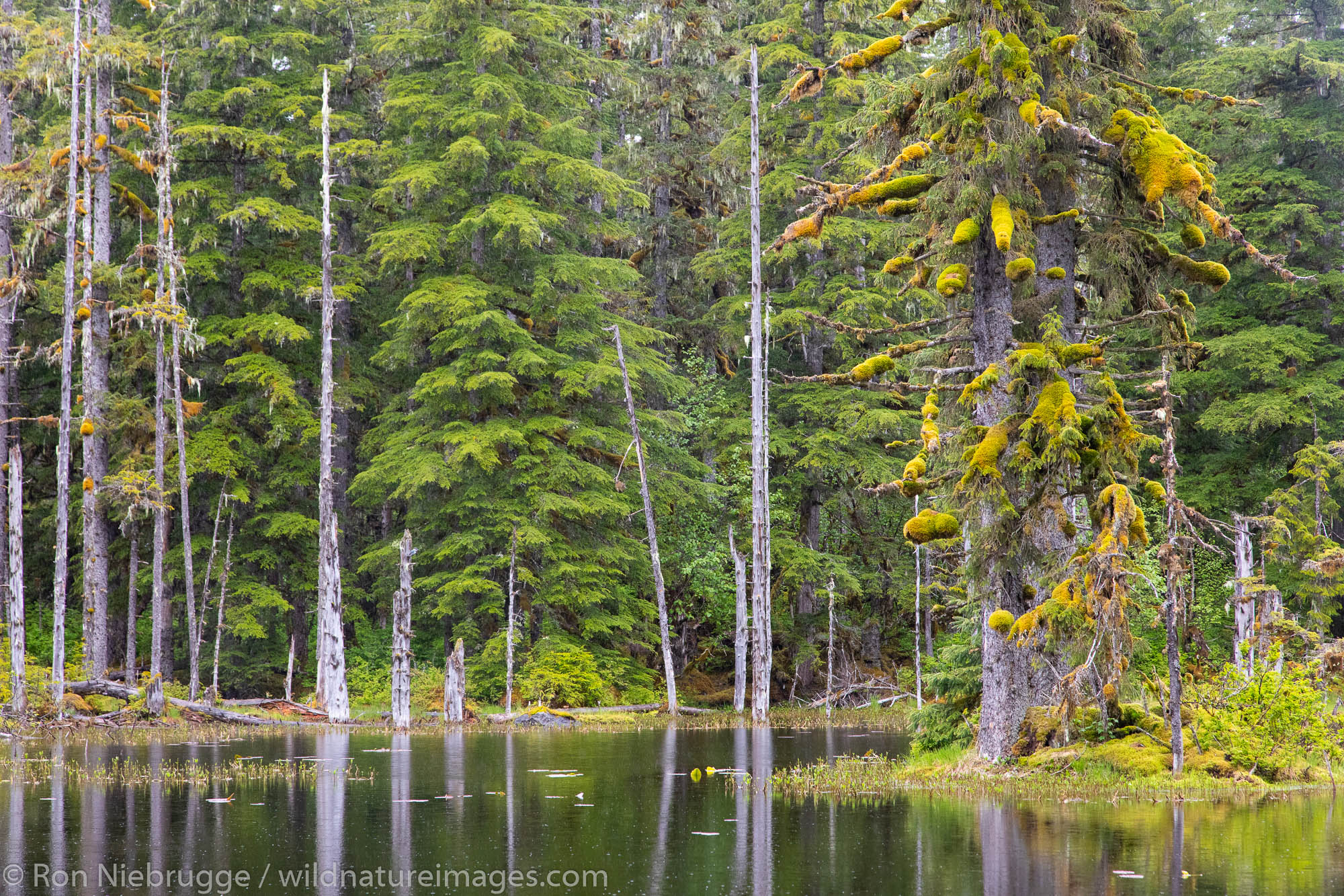 Bartlett Cove, Glacier Bay National Park, Alaska.