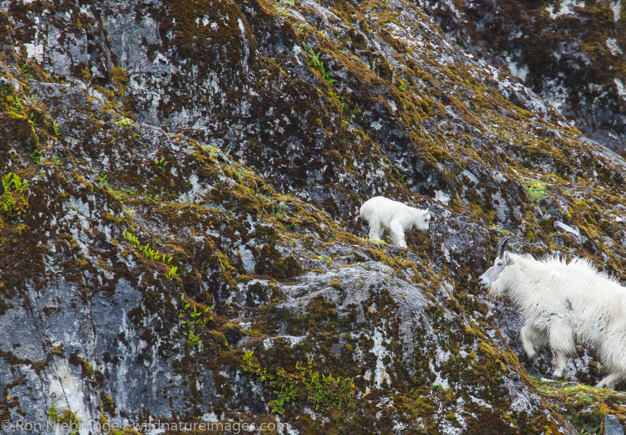 Mountain goats, Glacier Bay National Park, Alaska.