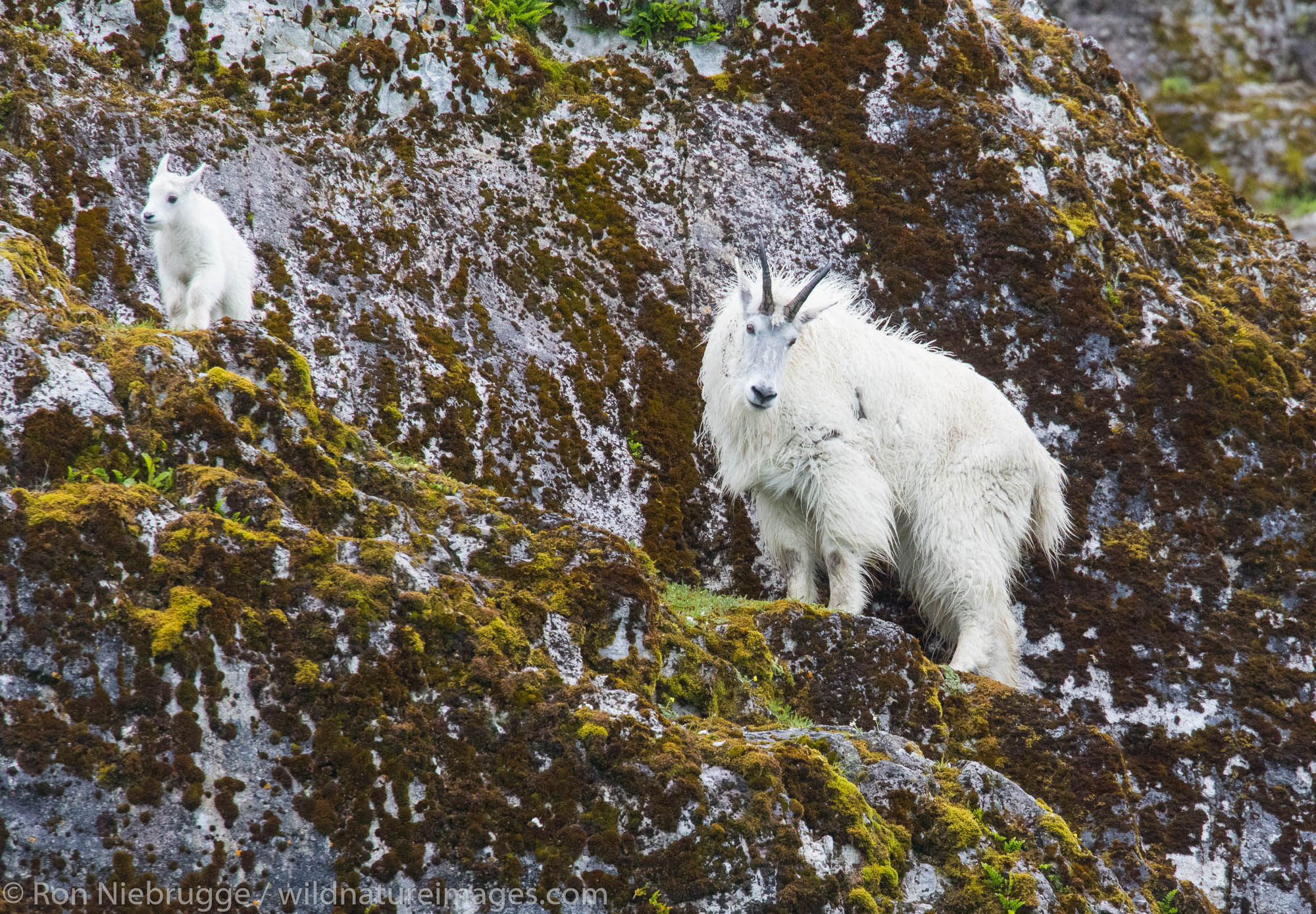 Mountain goats, Glacier Bay National Park, Alaska.