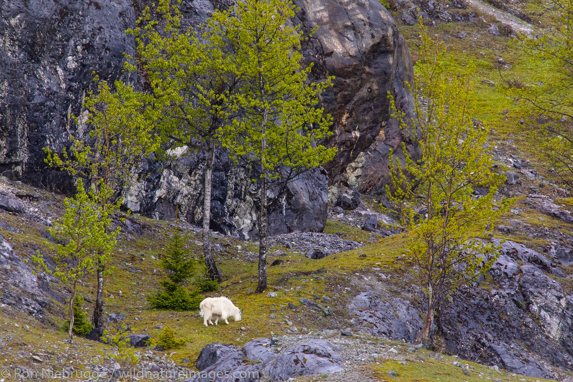 Mountain goats, Glacier Bay National Park, Alaska.