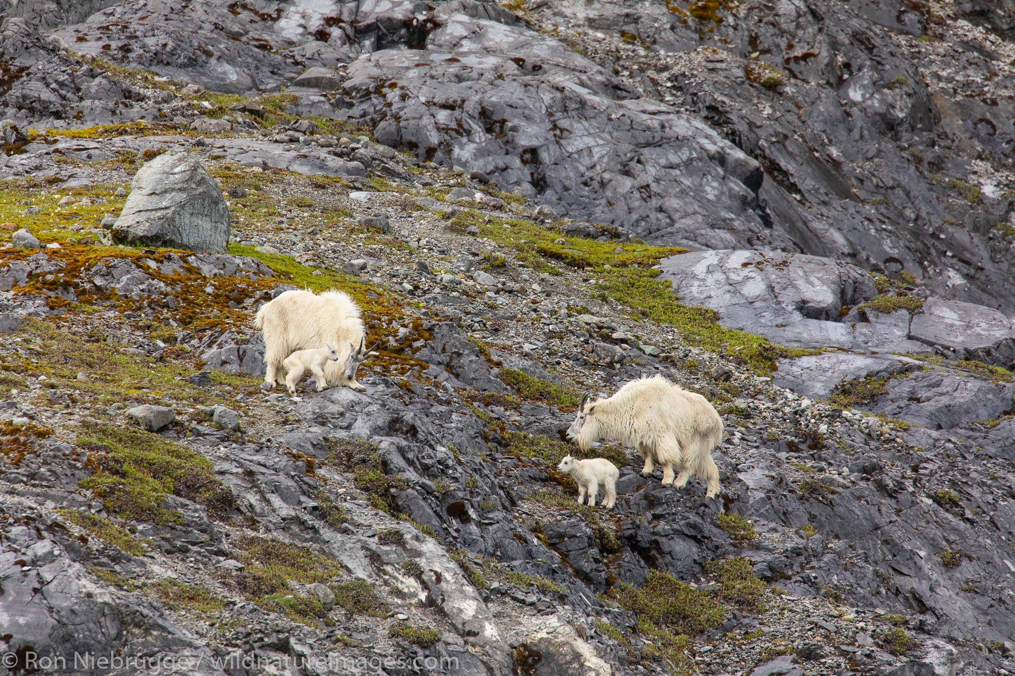 Mountain goats, Glacier Bay National Park, Alaska.