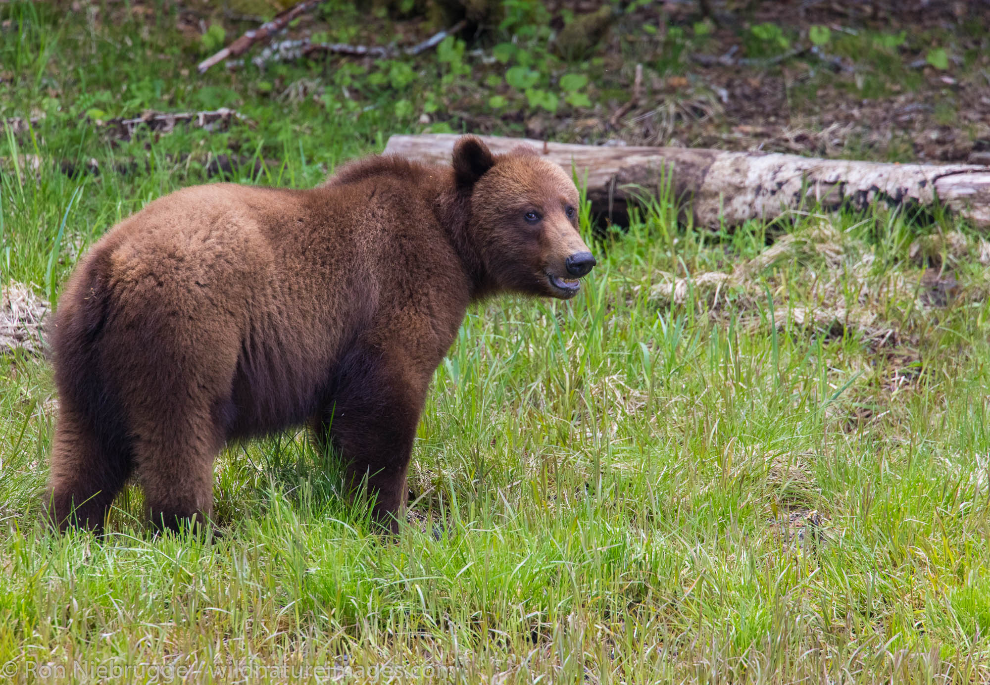 Brown Bear, Tongass National Forest, Alaska.