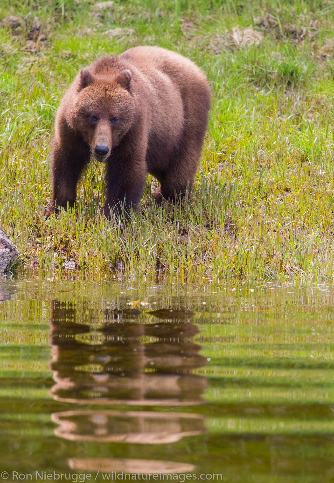 Brown Bear, Tongass National Forest, Alaska.