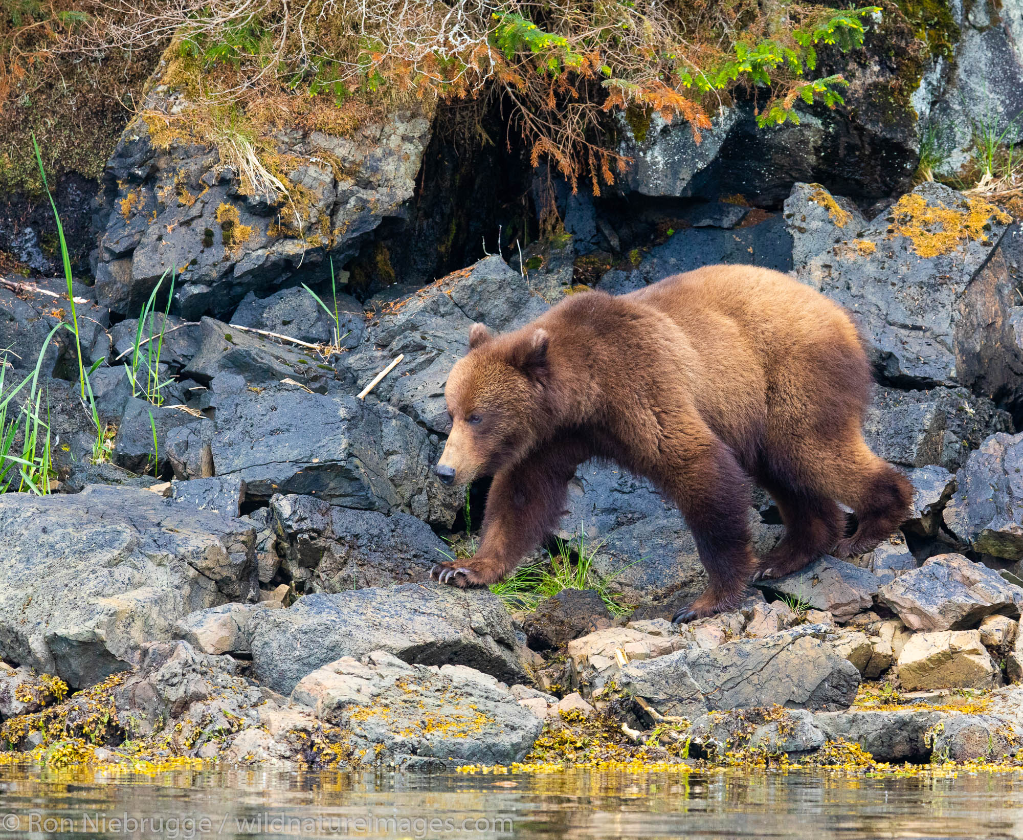 Brown Bear, Tongass National Forest, Alaska.