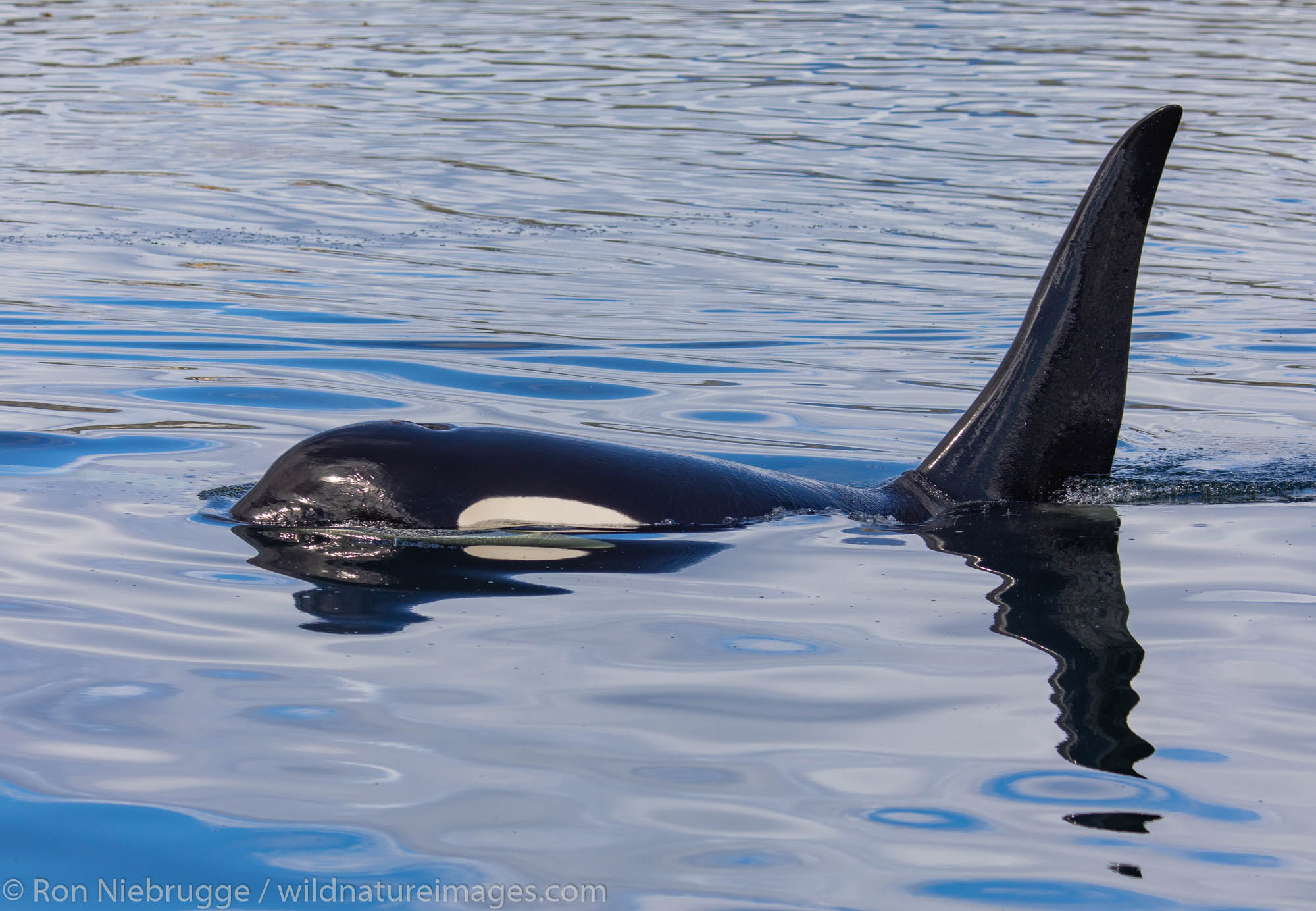 Killer whales, Tongass National Forest, Alaska.