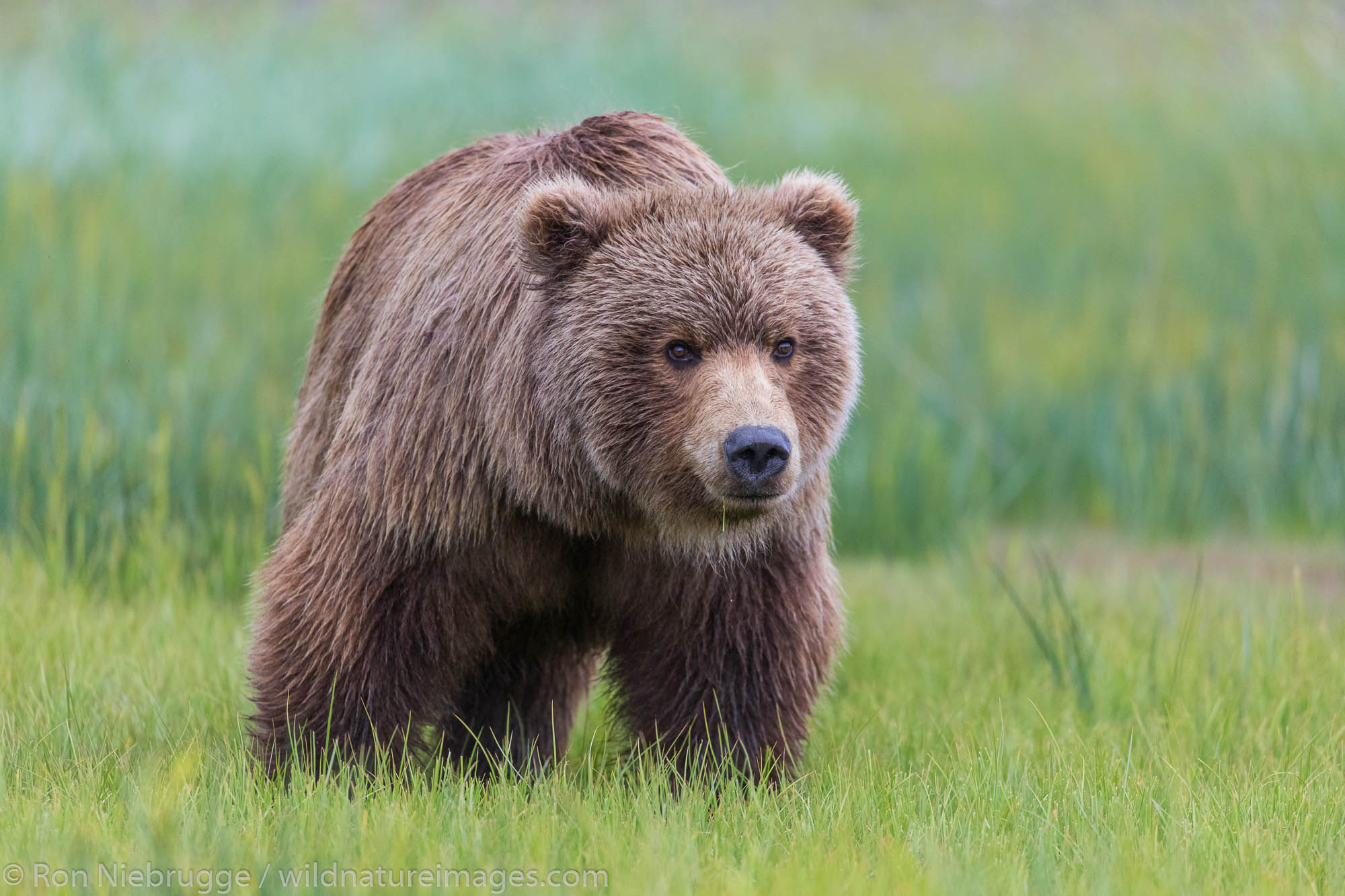 Brown / Grizzly Bear, Lake Clark National Park, Alaska.