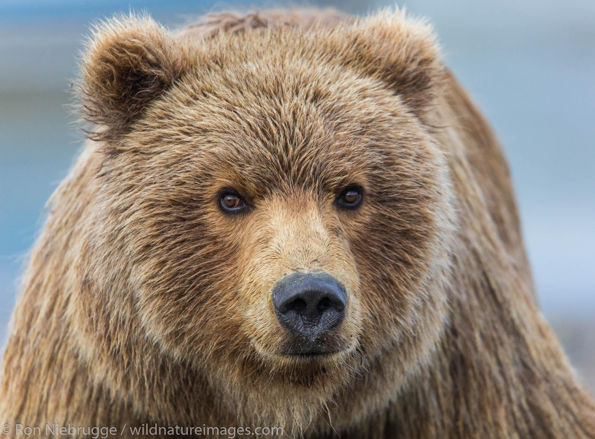 Brown / Grizzly Bear, Lake Clark National Park, Alaska.