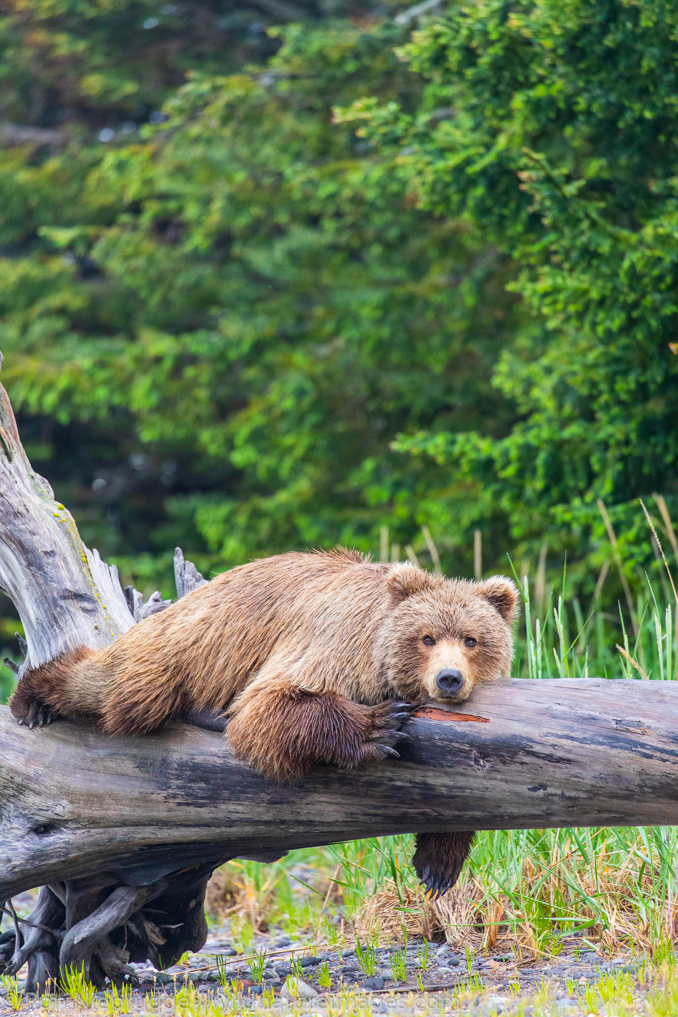 Brown / Grizzly Bear, Lake Clark National Park, Alaska.