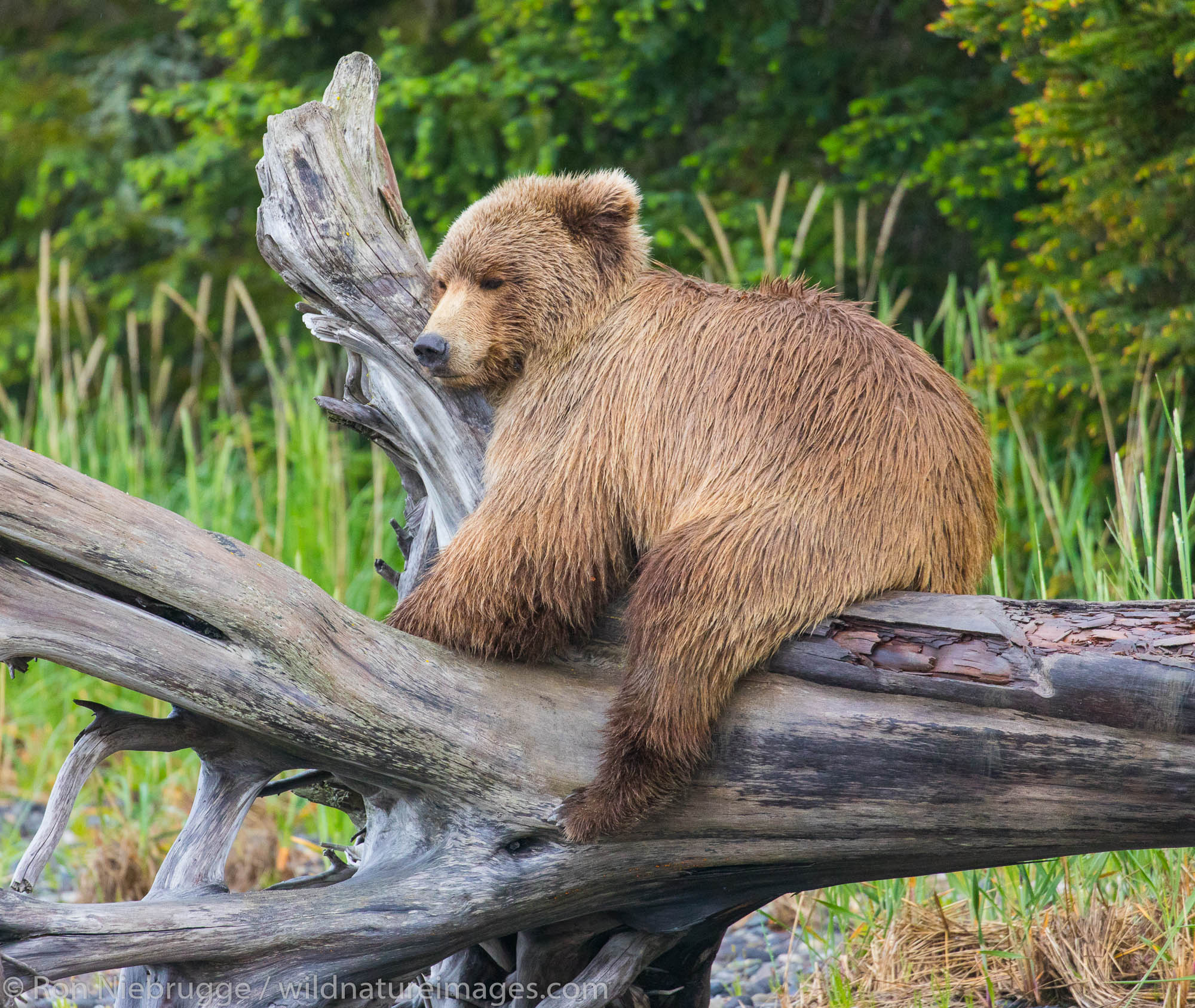 Brown / Grizzly Bear, Lake Clark National Park, Alaska.