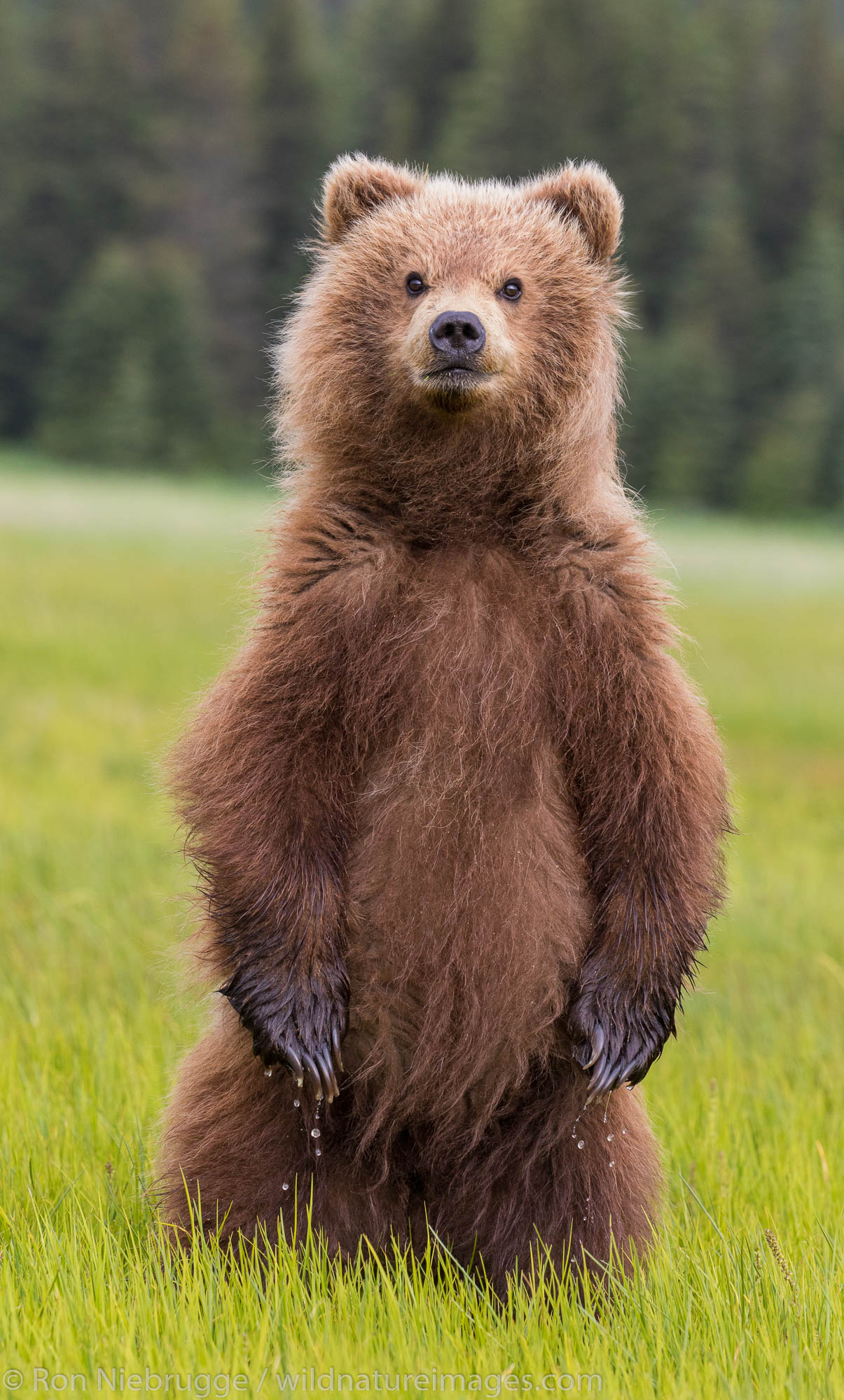 Brown / Grizzly Bear, Lake Clark National Park, Alaska.