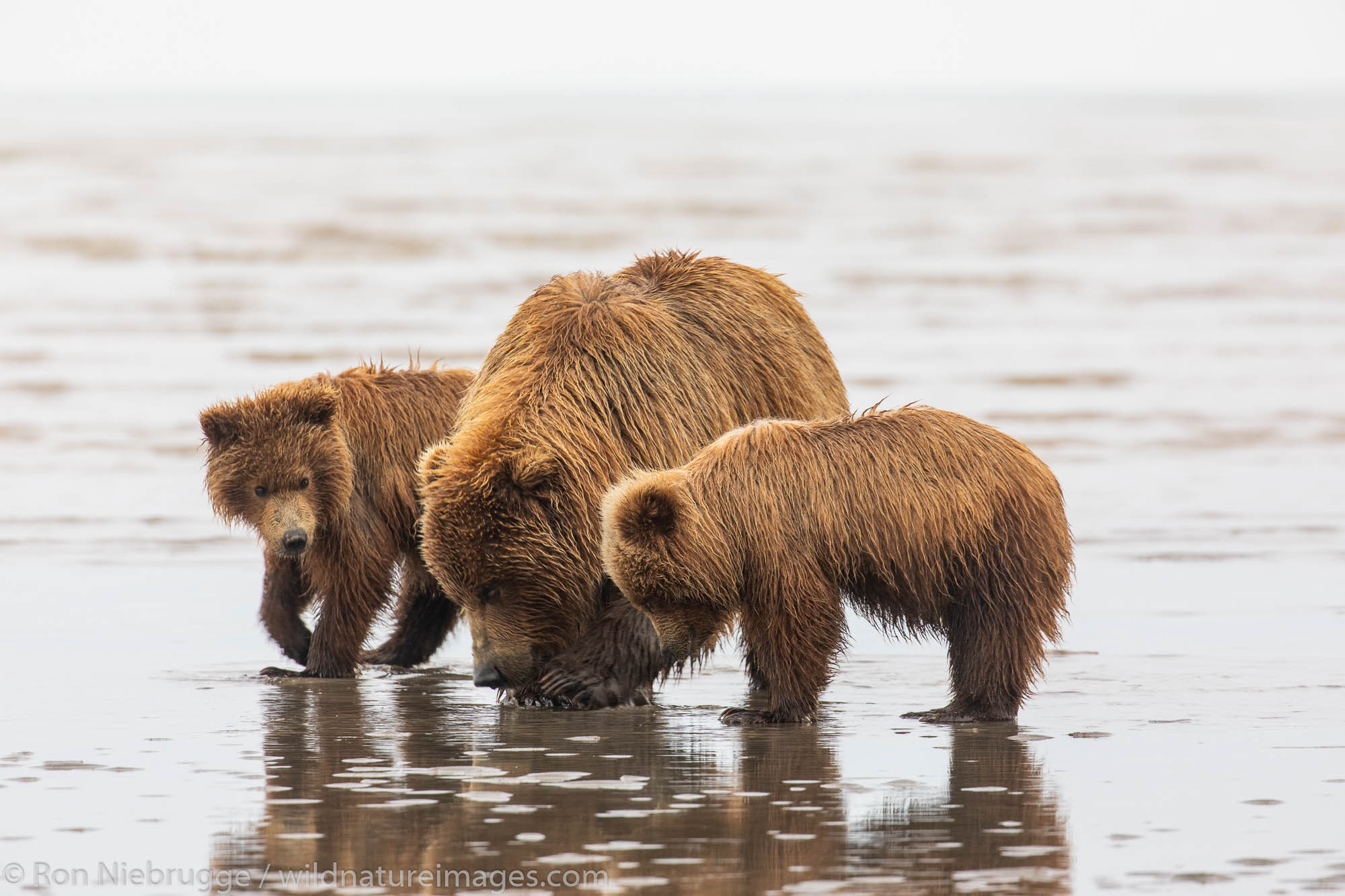 Grizzly Bear sow with cubs, Lake Clark National Park, Alaska.