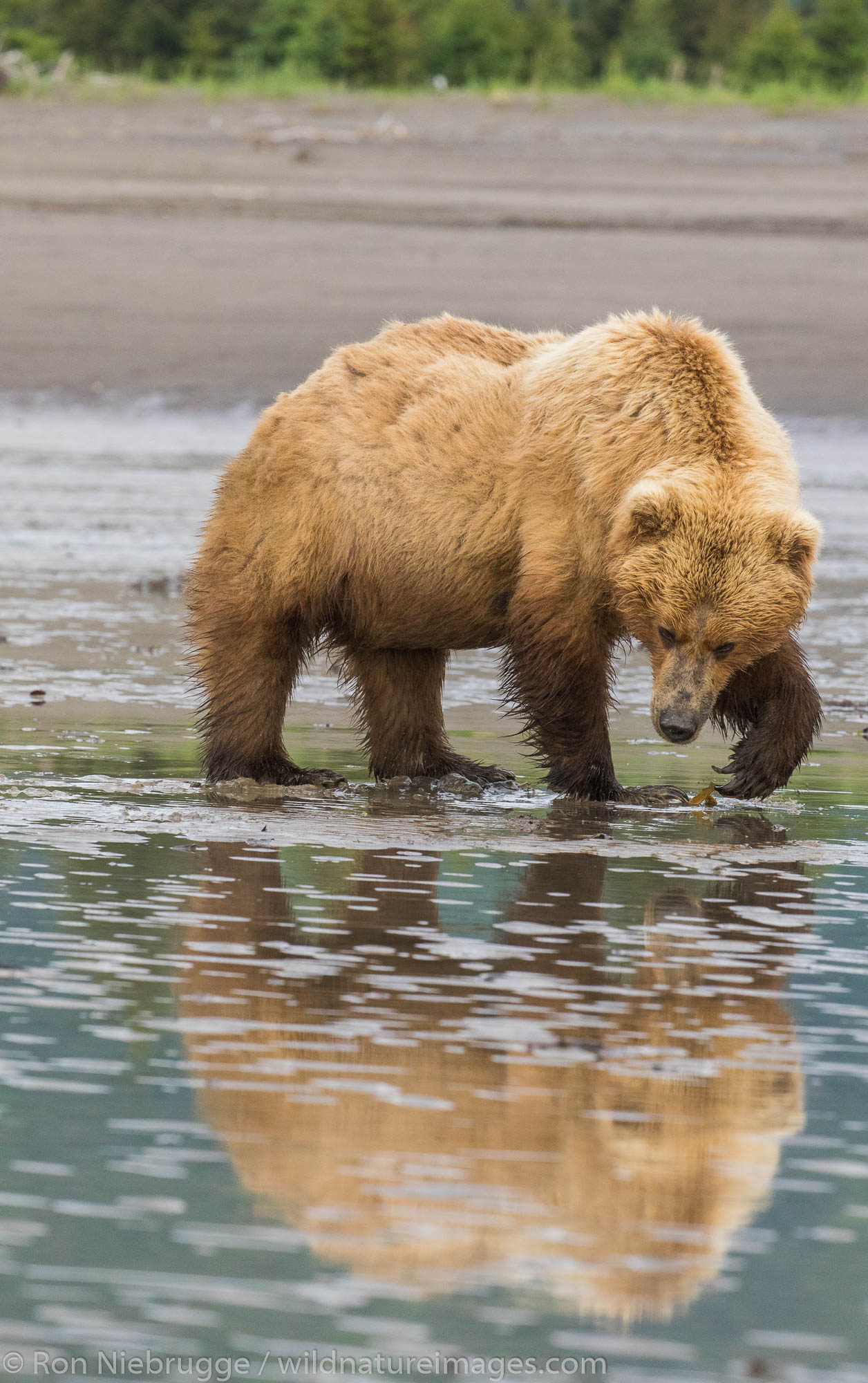 Brown / Grizzly Bear, Lake Clark National Park, Alaska.