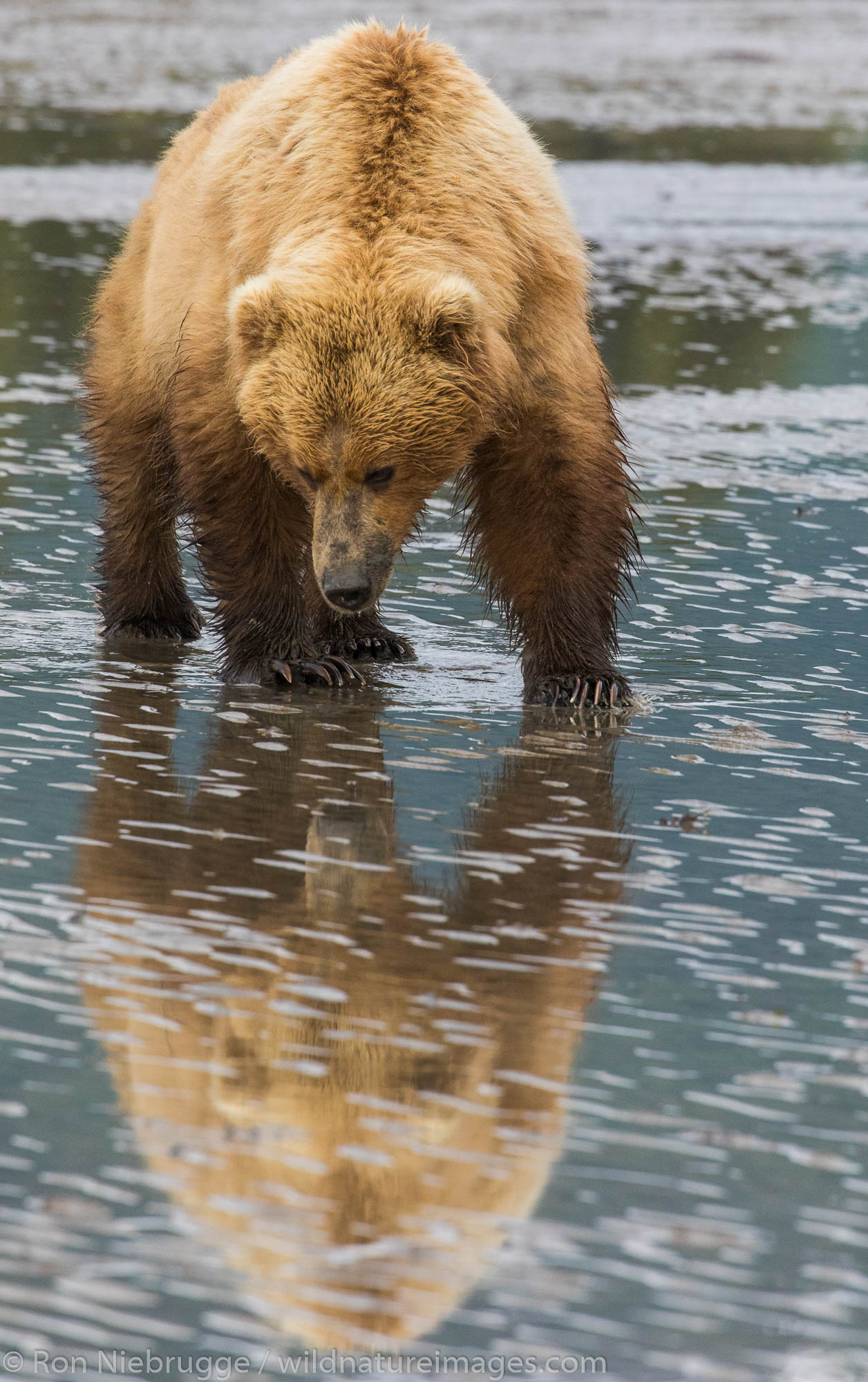 Brown / Grizzly Bear, Lake Clark National Park, Alaska.