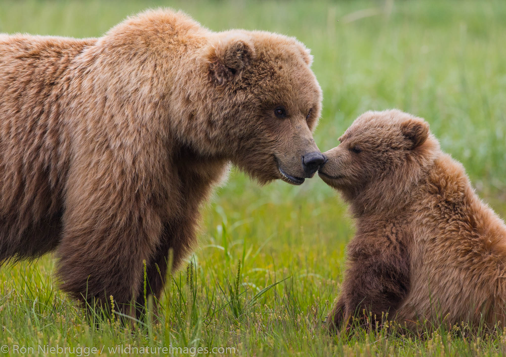 Brown / Grizzly Bear, Lake Clark National Park, Alaska.