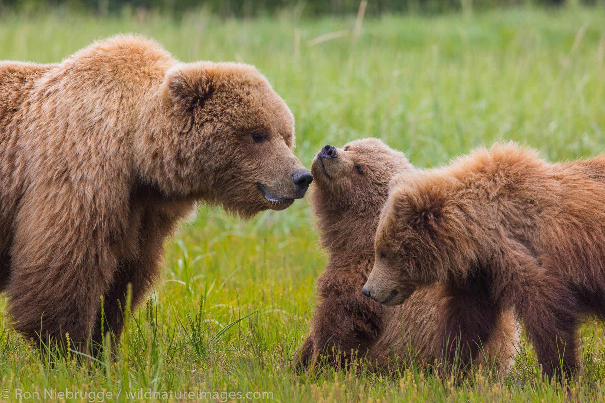 Brown Bear with cubs, Lake Clark National Park, Alaska.
