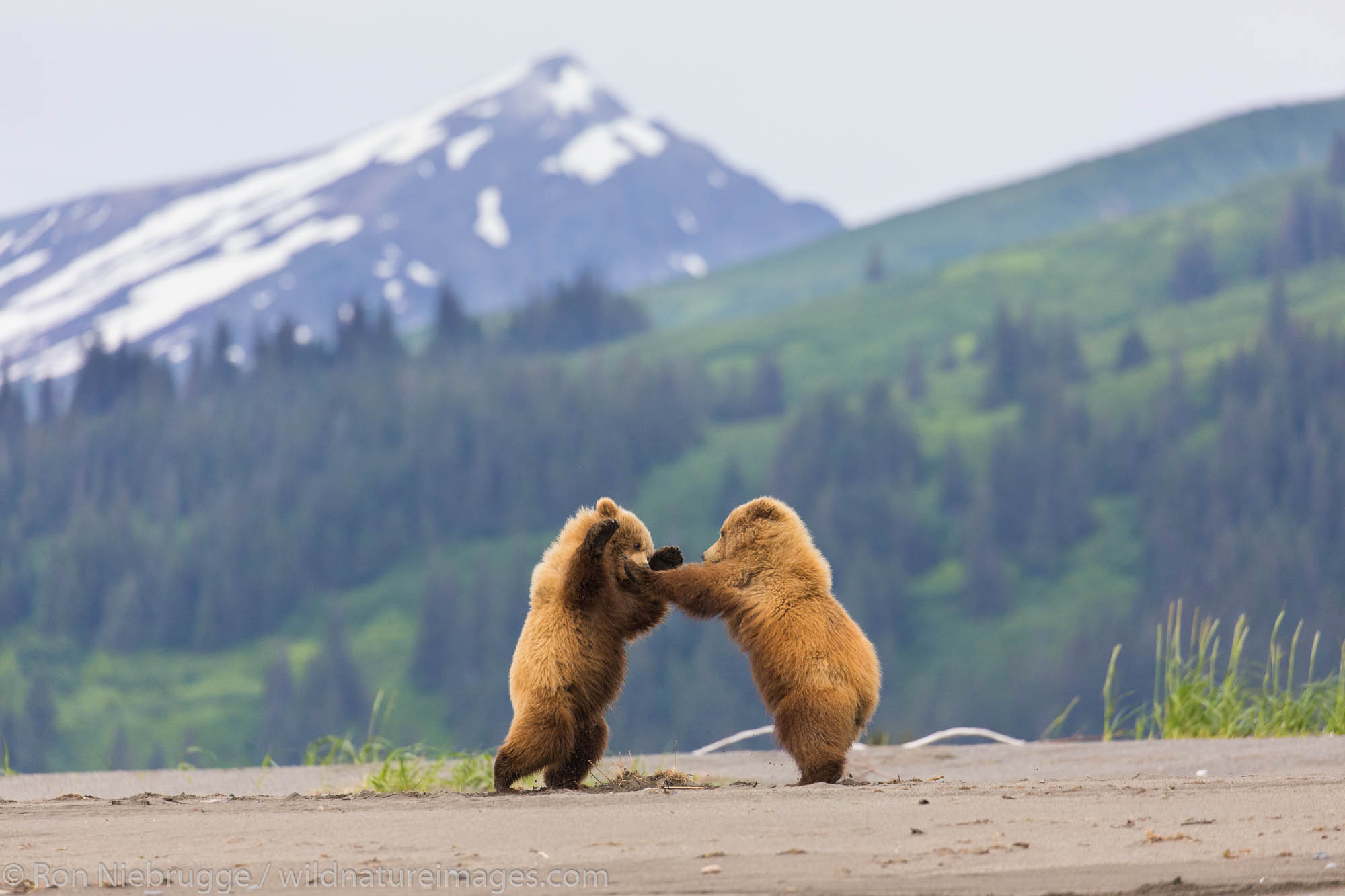 Brown / Grizzly Bear, Lake Clark National Park, Alaska.