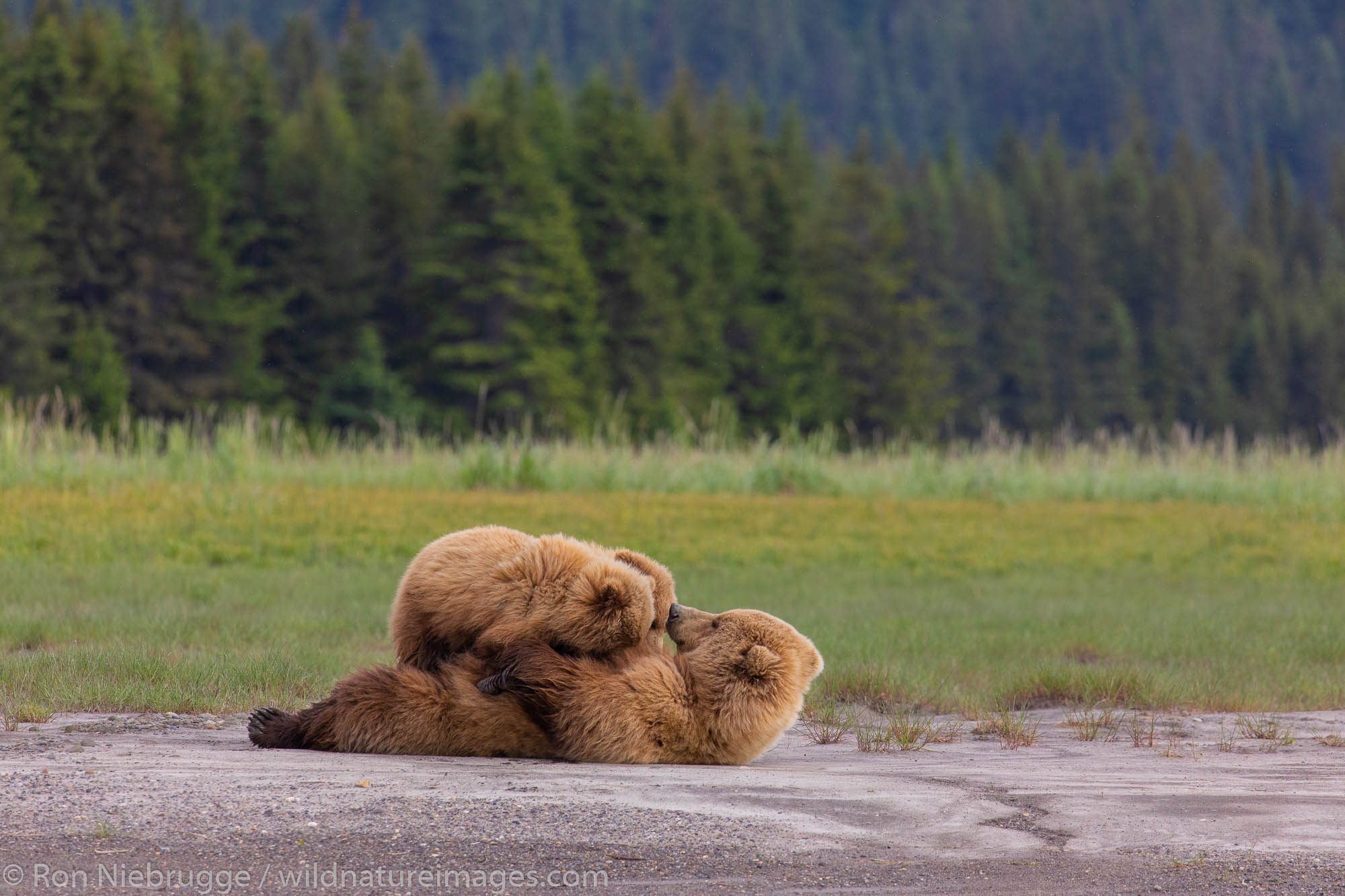 Nursing Grizzly Bear, Lake Clark National Park, Alaska.