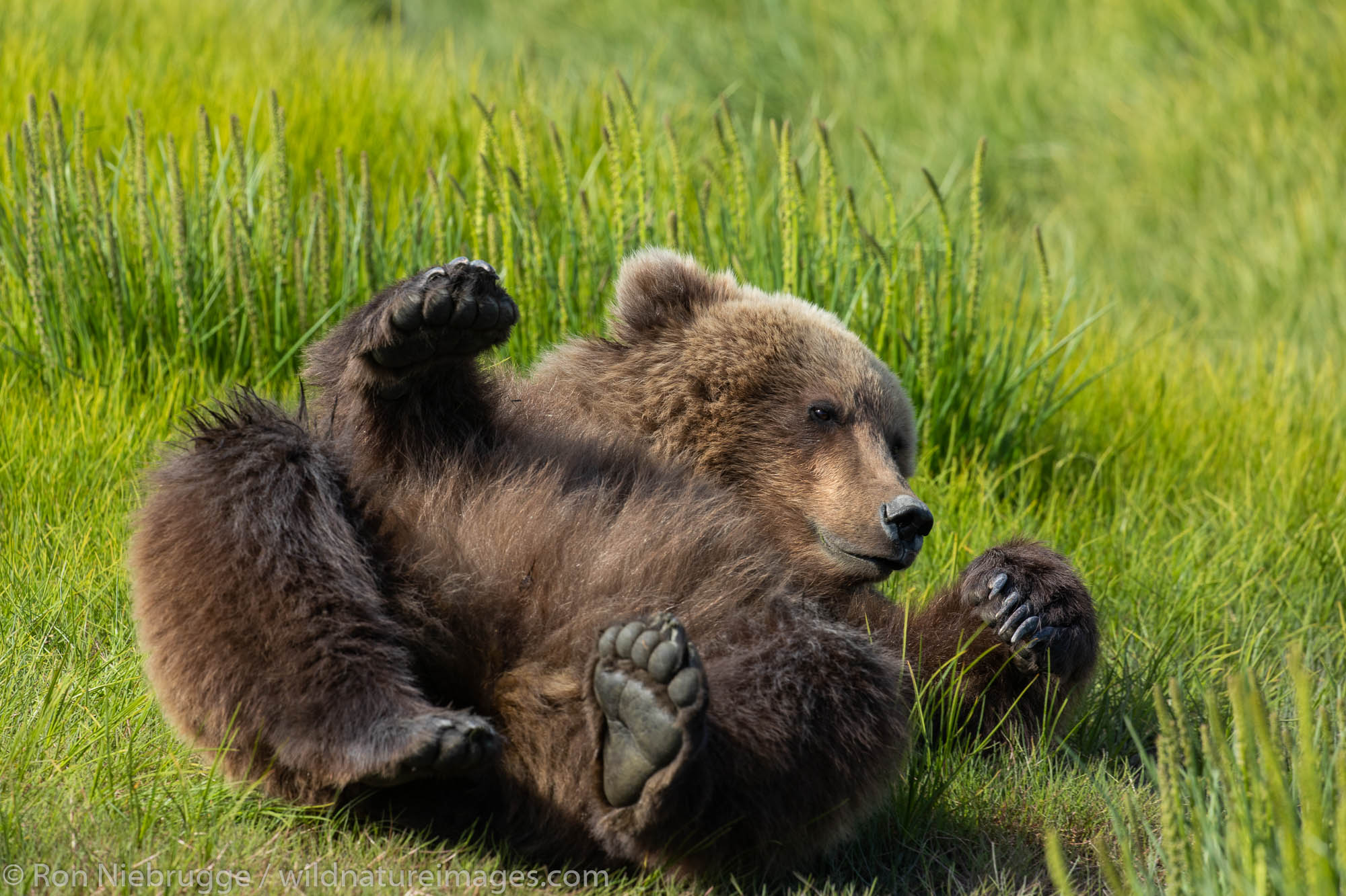 Brown / Grizzly Bear, Lake Clark National Park, Alaska.