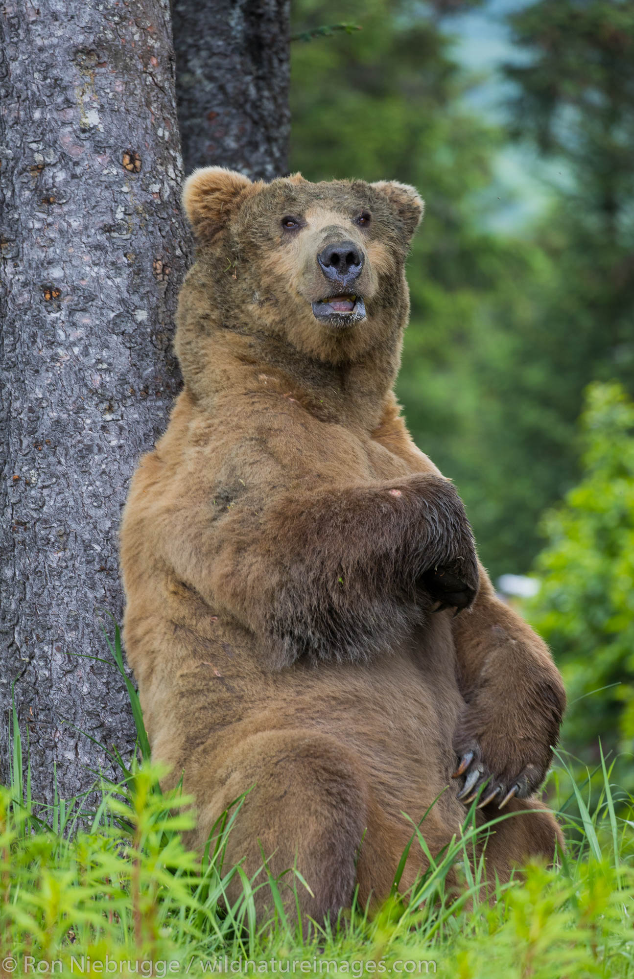 Brown / Grizzly Bear, Lake Clark National Park, Alaska.