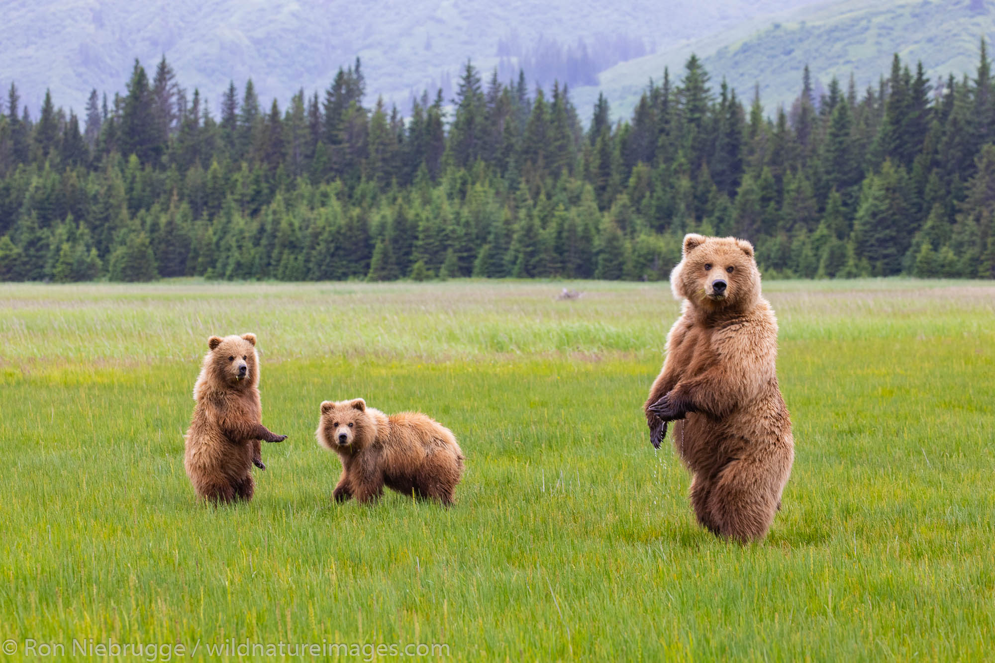 Grizzly Bear sow with cubs, Lake Clark National Park, Alaska.