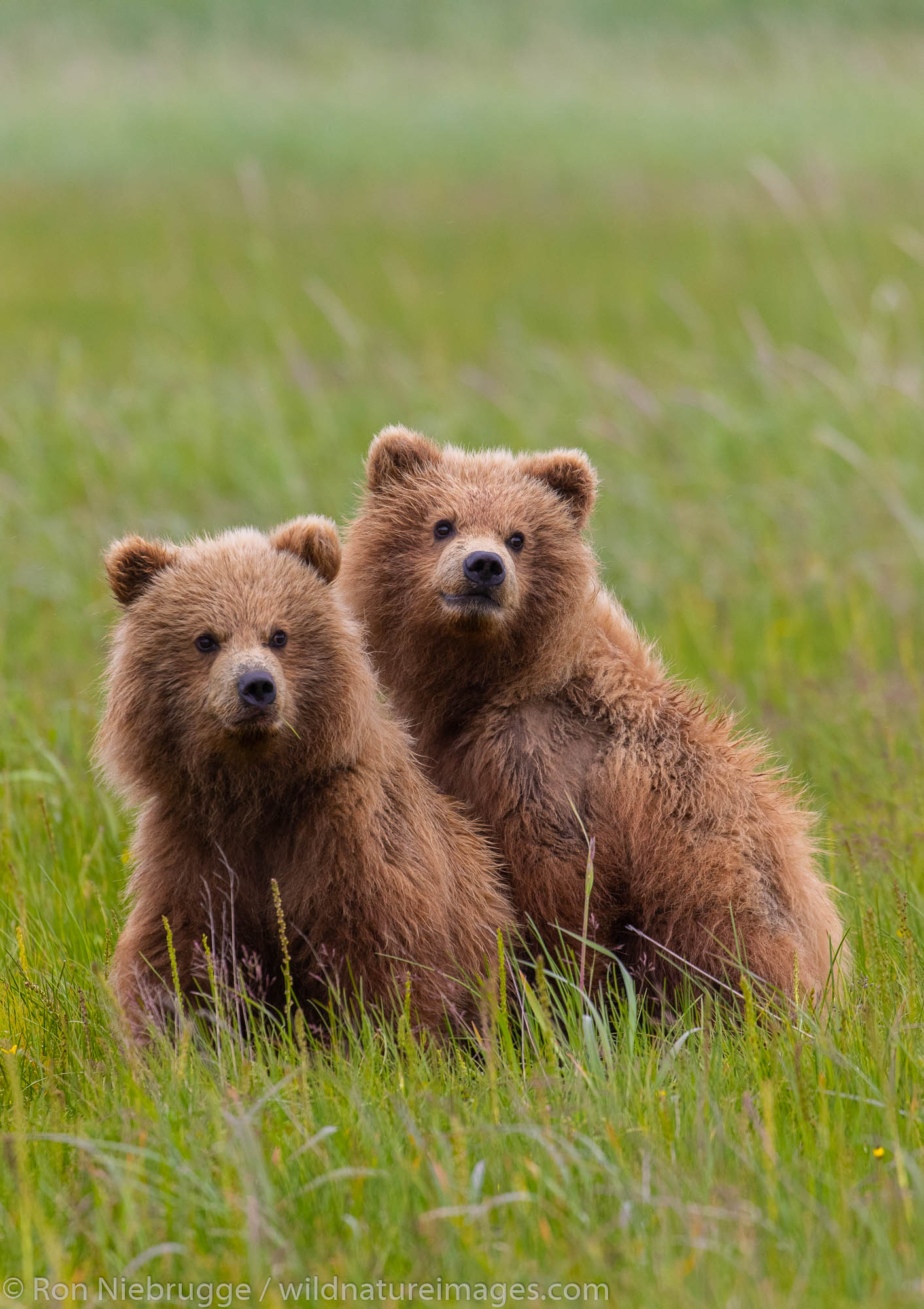 Brown Bear cubs, Lake Clark National Park, Alaska.