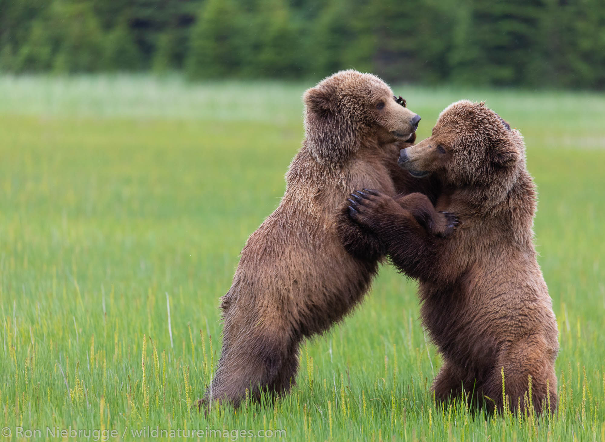 Playful brown bear cubs, Lake Clark National Park, Alaska.
