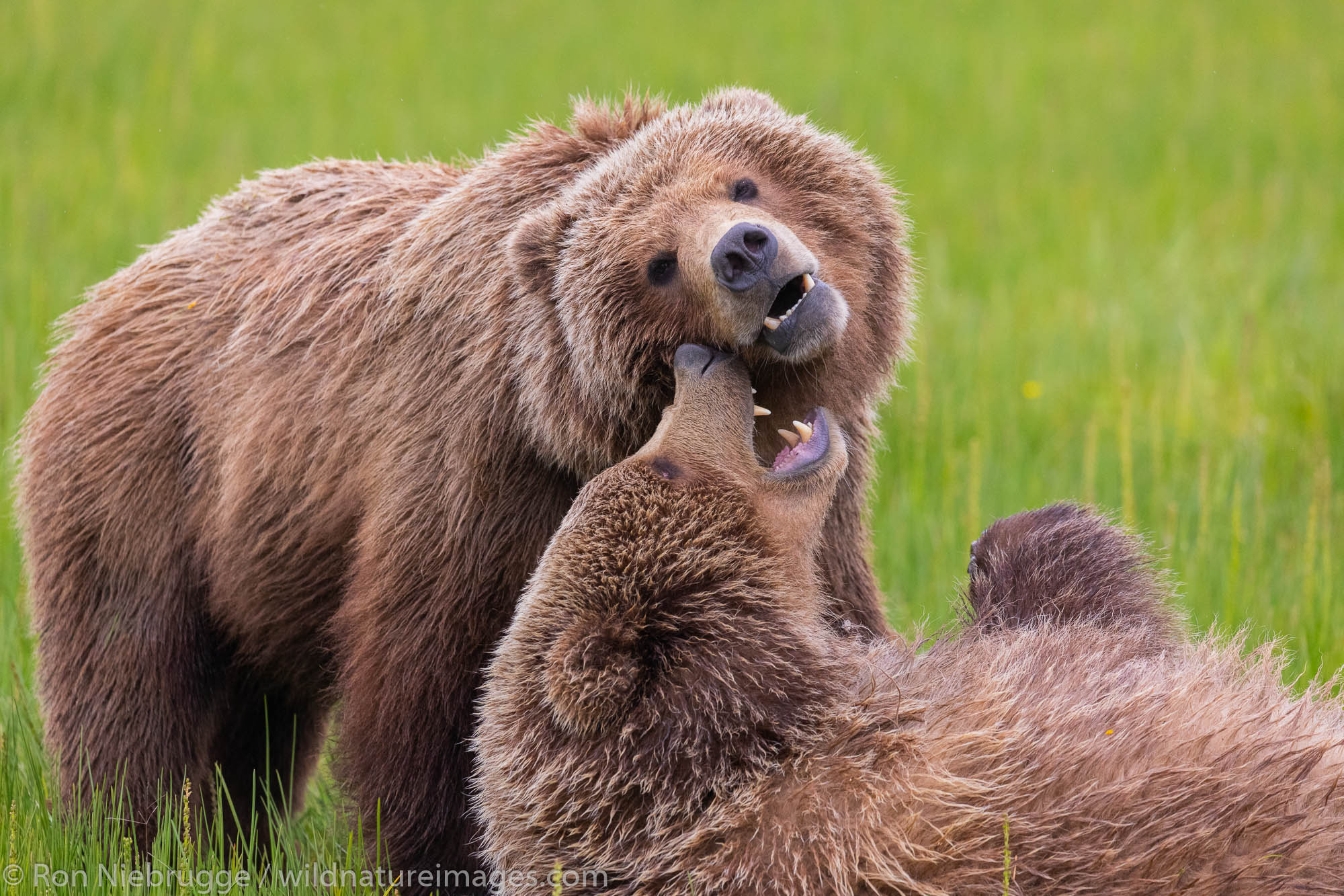 Grizzly Bear cubs playing, Lake Clark National Park, Alaska.