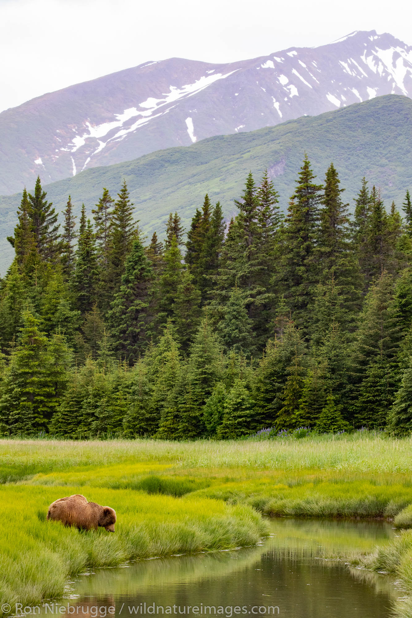 Brown / Grizzly Bear, Lake Clark National Park, Alaska.