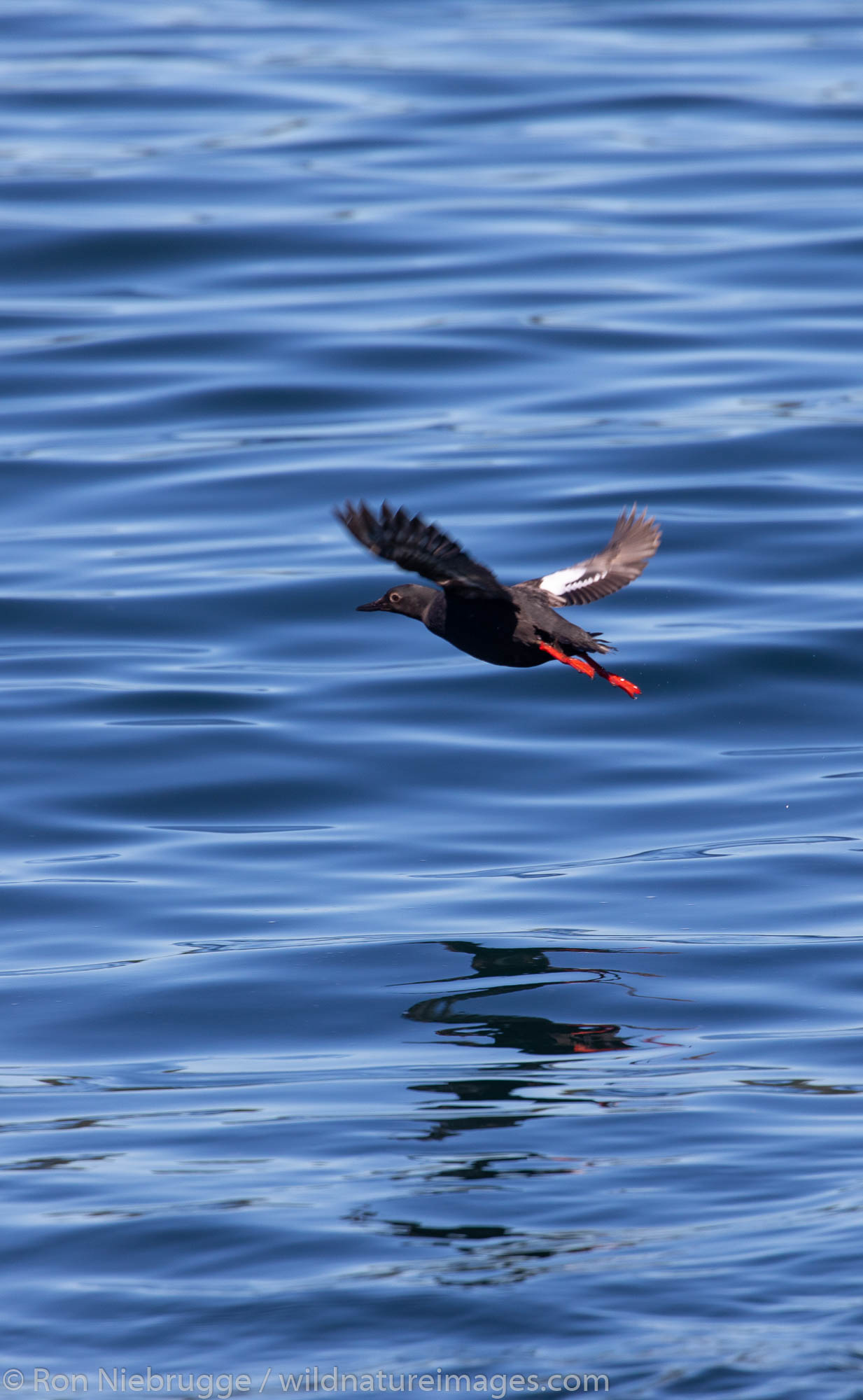 Pigeon Guillemot, Tongass National Forest, Alaska.