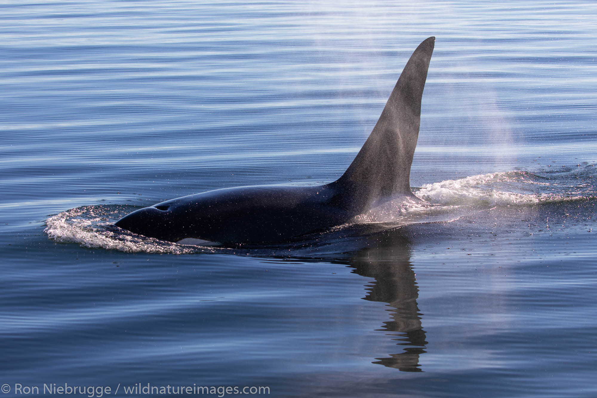 Orcas, Tongass National Forest, Alaska.