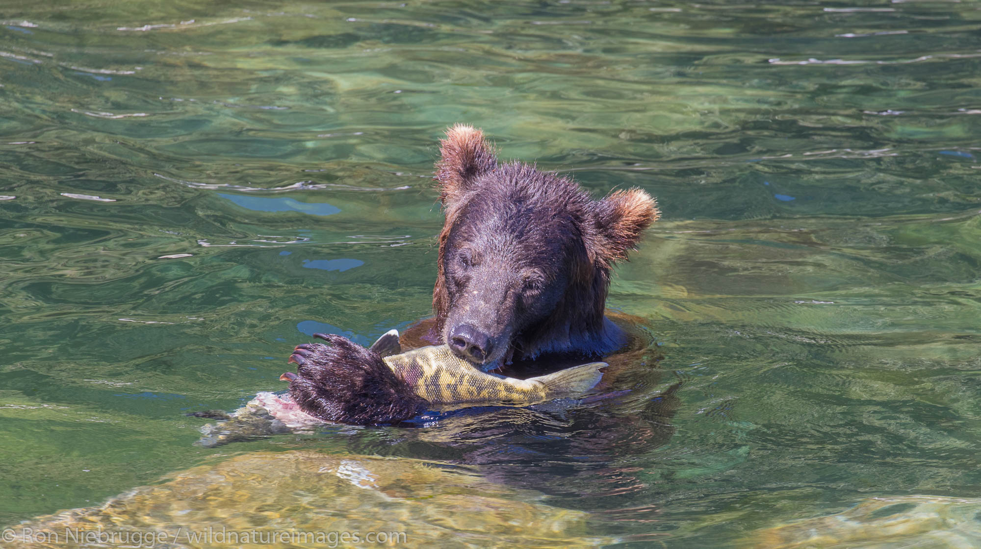 Grizzly Bear, Tongass National Forest, Alaska.