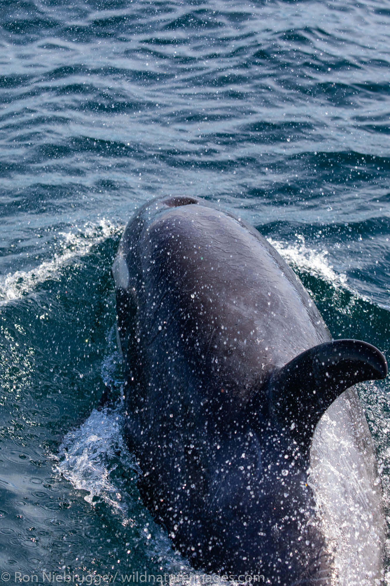 KIller whales, Tongass National Forest, Alaska.