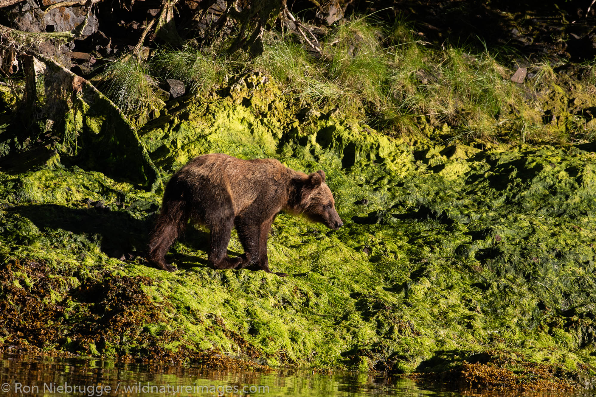 Brown bear, Chichagof Island, Tongass National Forest, Alaska.