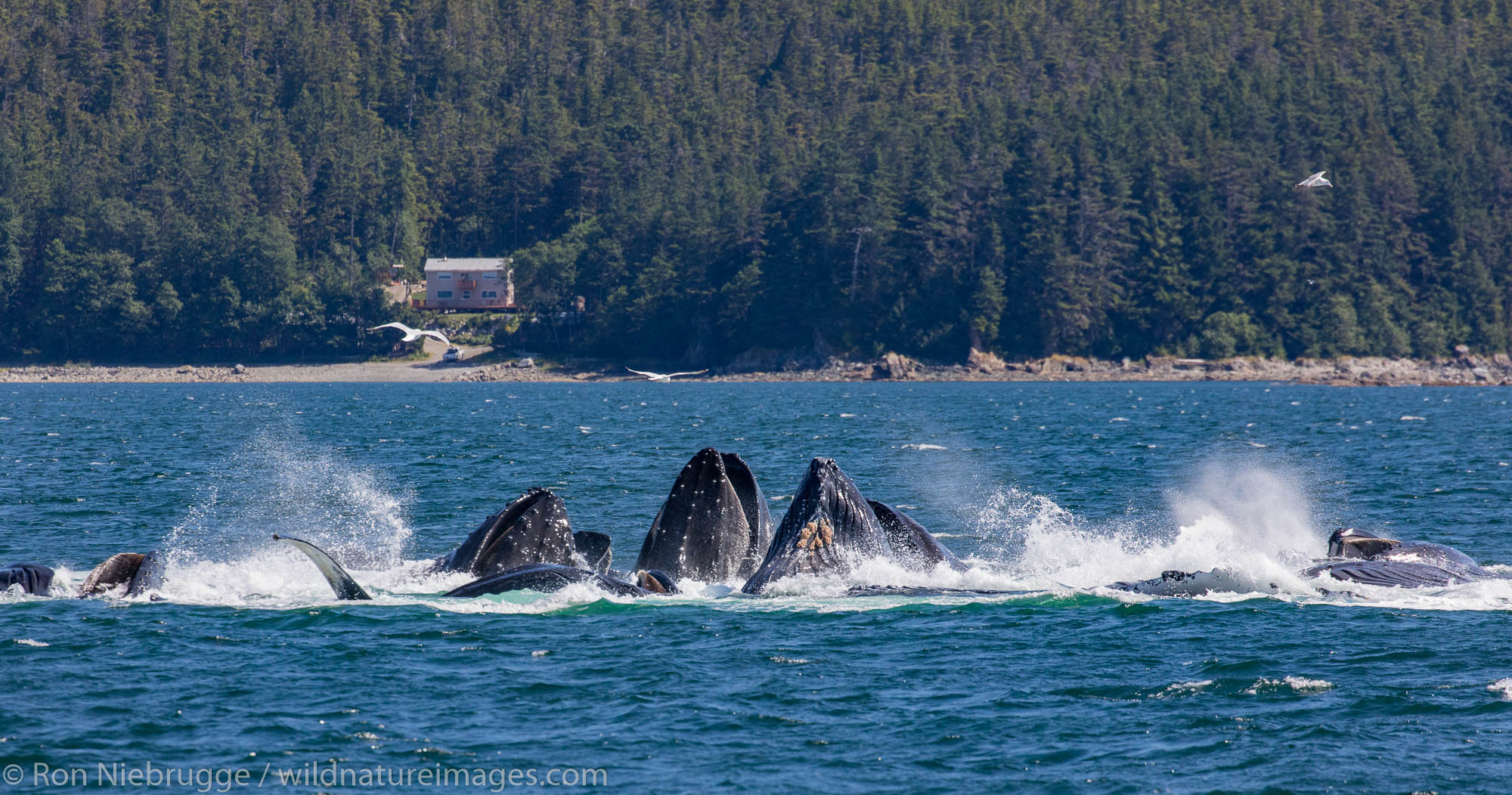 Humpback whales, Tongass National Forest, Alaska.