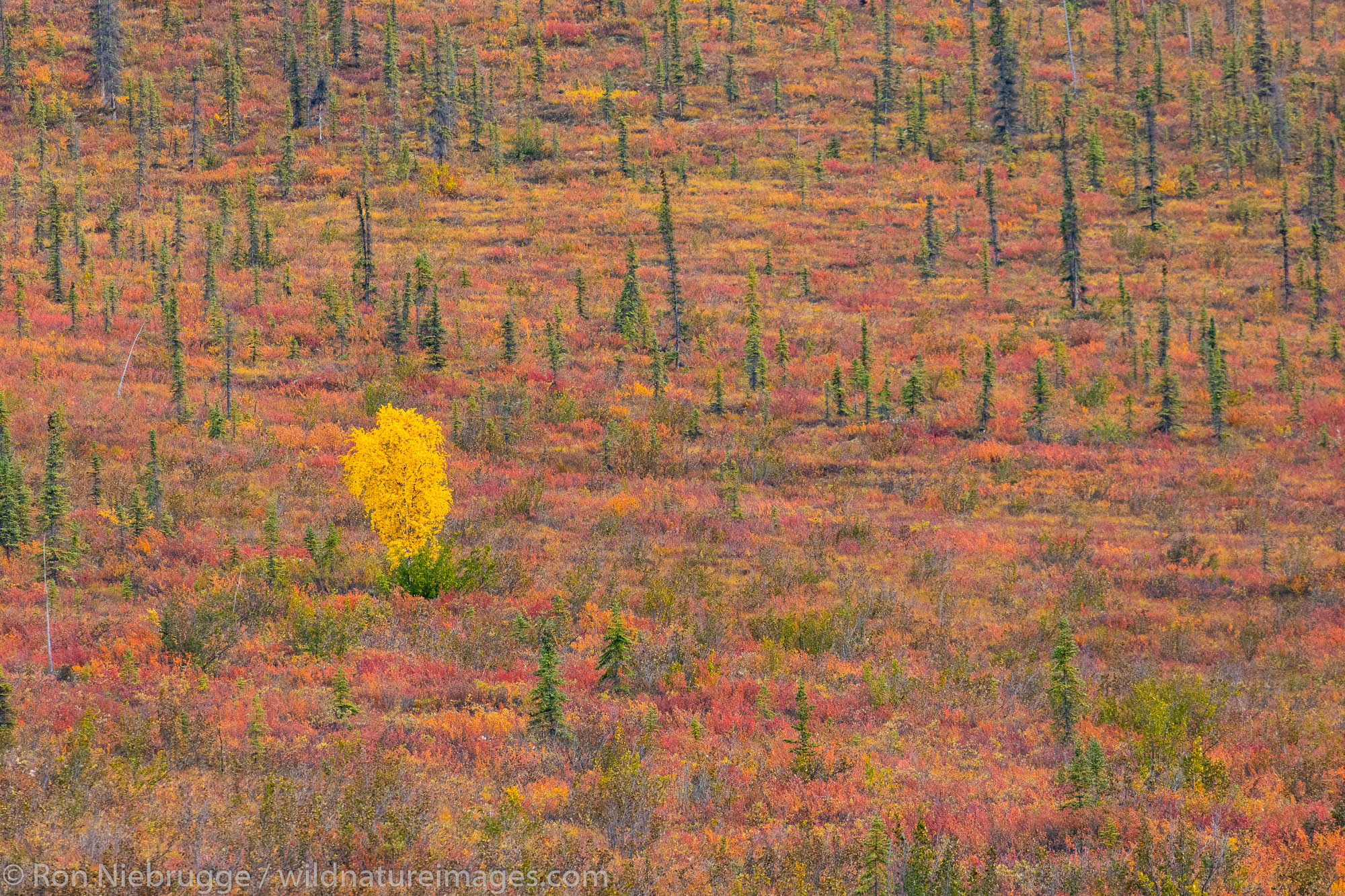 Autumn in the Brooks Range Dalton Highway Alaska.