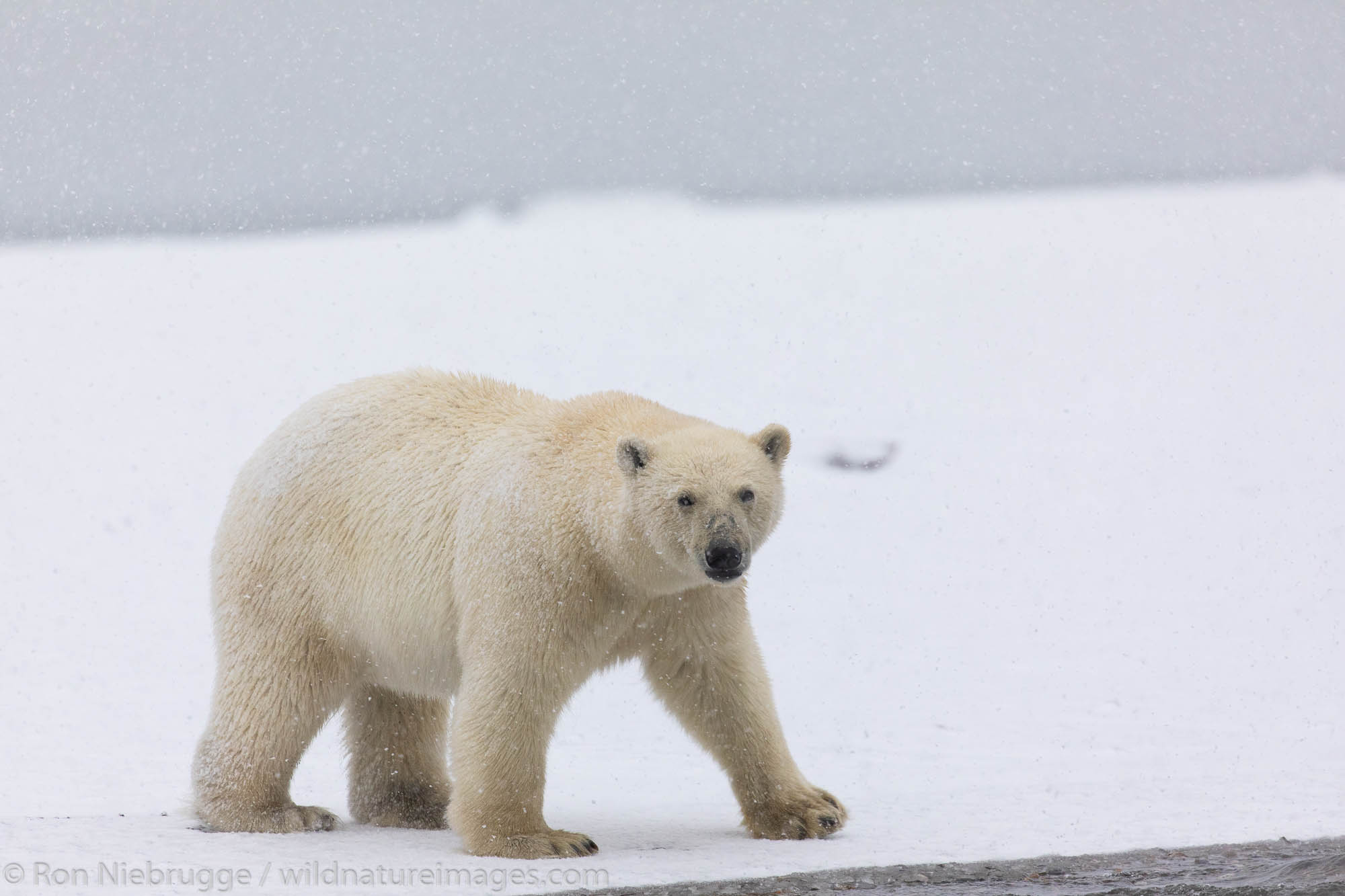 Polar bears (Ursus maritimus),  Arctic National Wildlife Refuge, Alaska.