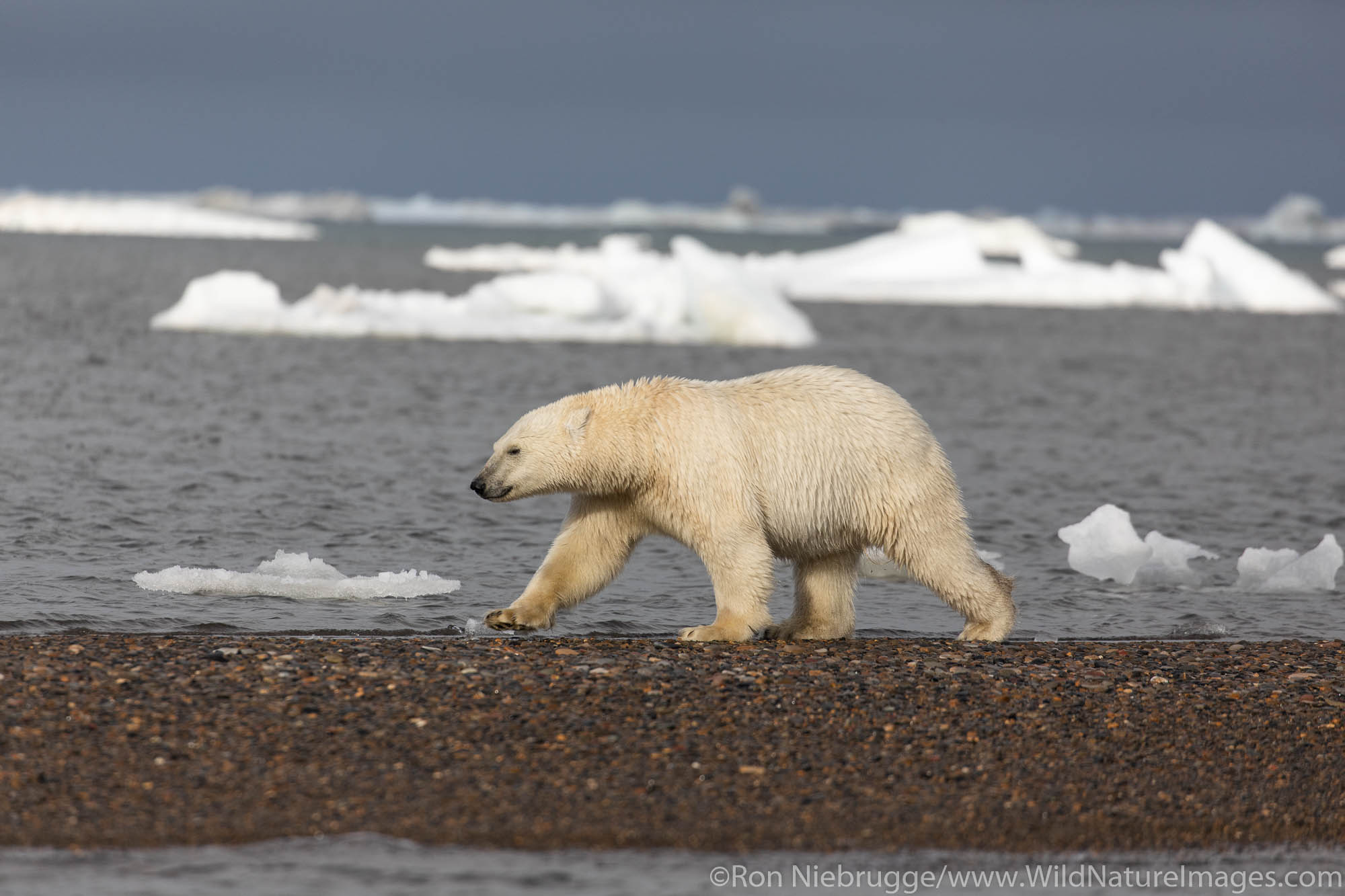 Polar bear (Ursus maritimus),  Arctic National Wildlife Refuge, Alaska.