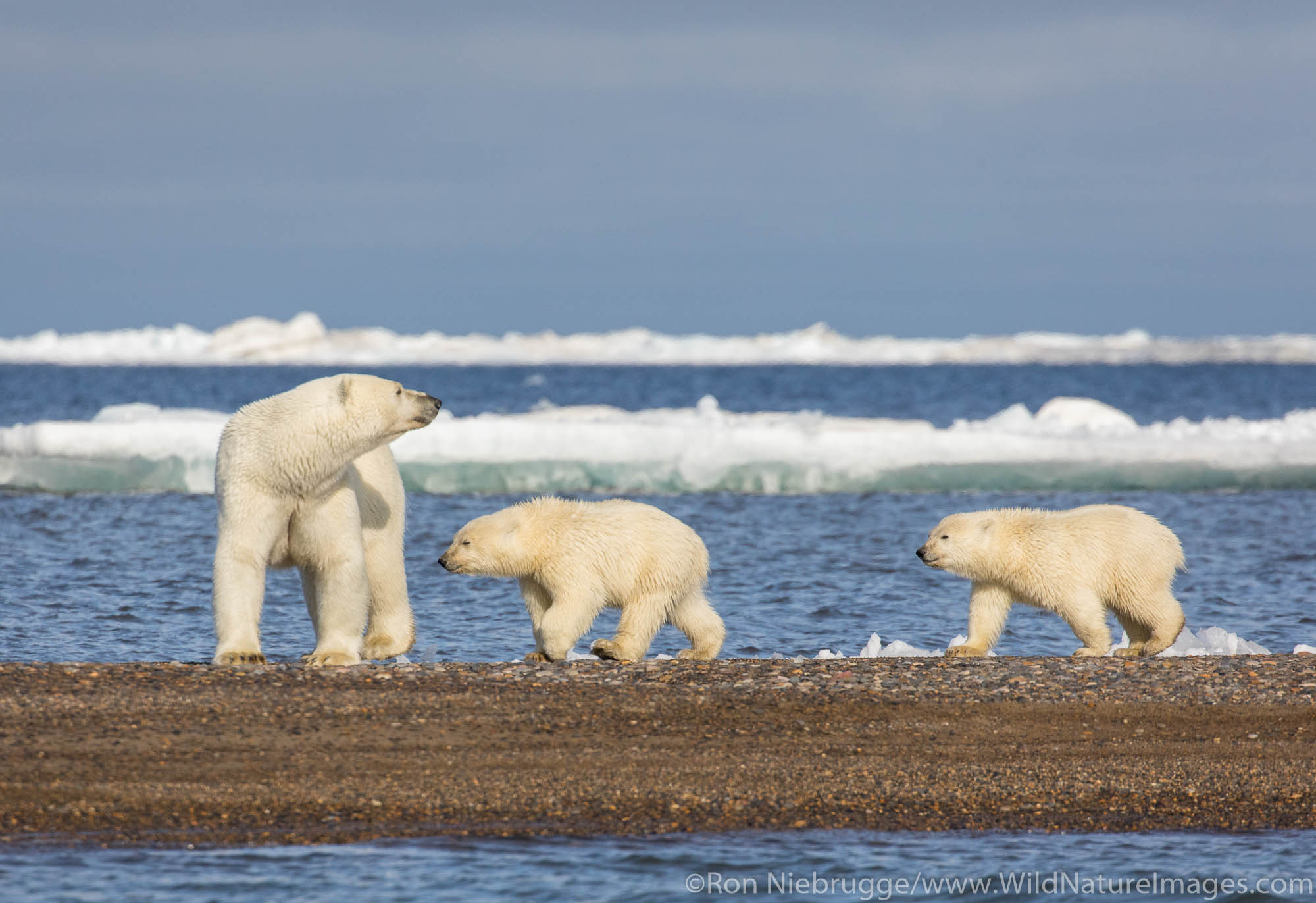 Polar bears (Ursus maritimus),  Arctic National Wildlife Refuge, Alaska.