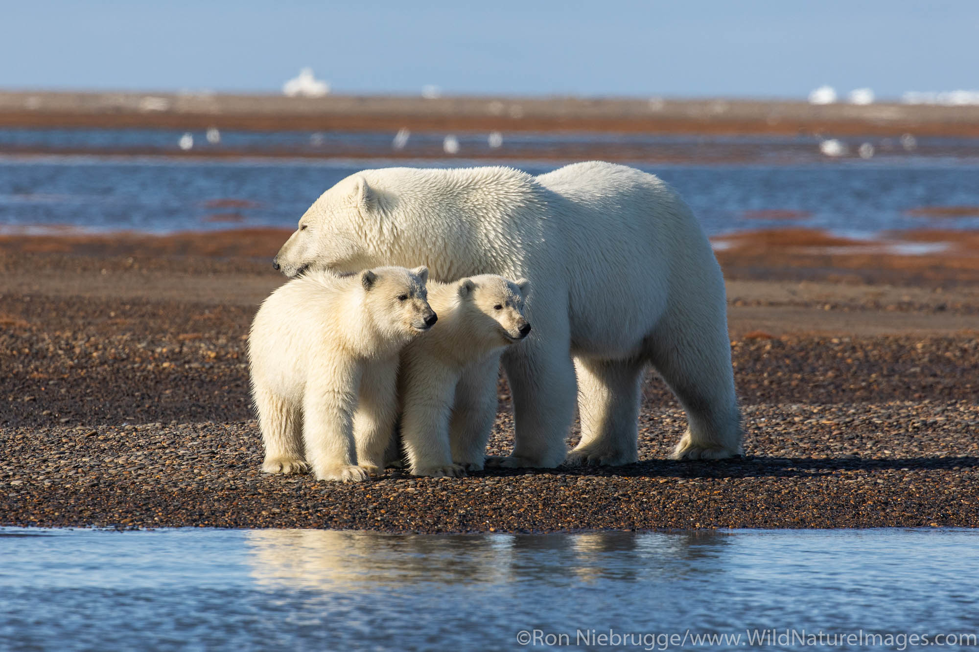 Polar bears (Ursus maritimus),  Arctic National Wildlife Refuge, Alaska.