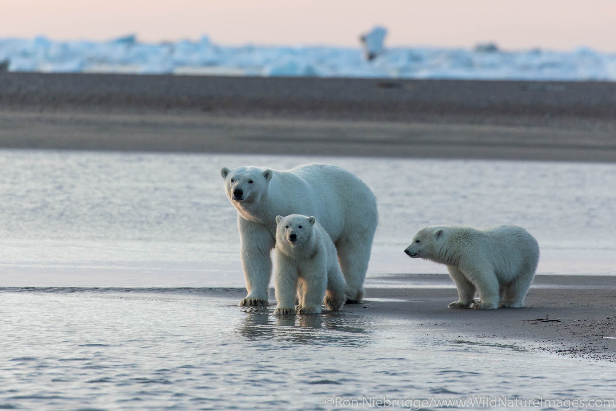 Polar bears (Ursus maritimus),  Arctic National Wildlife Refuge, Alaska.