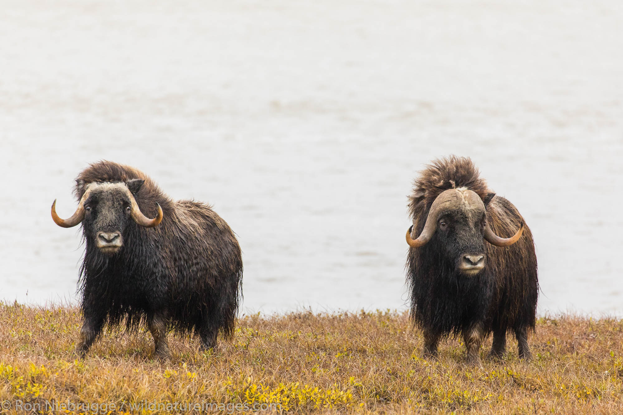 Musk ox, Dalton Highway, Alaska.