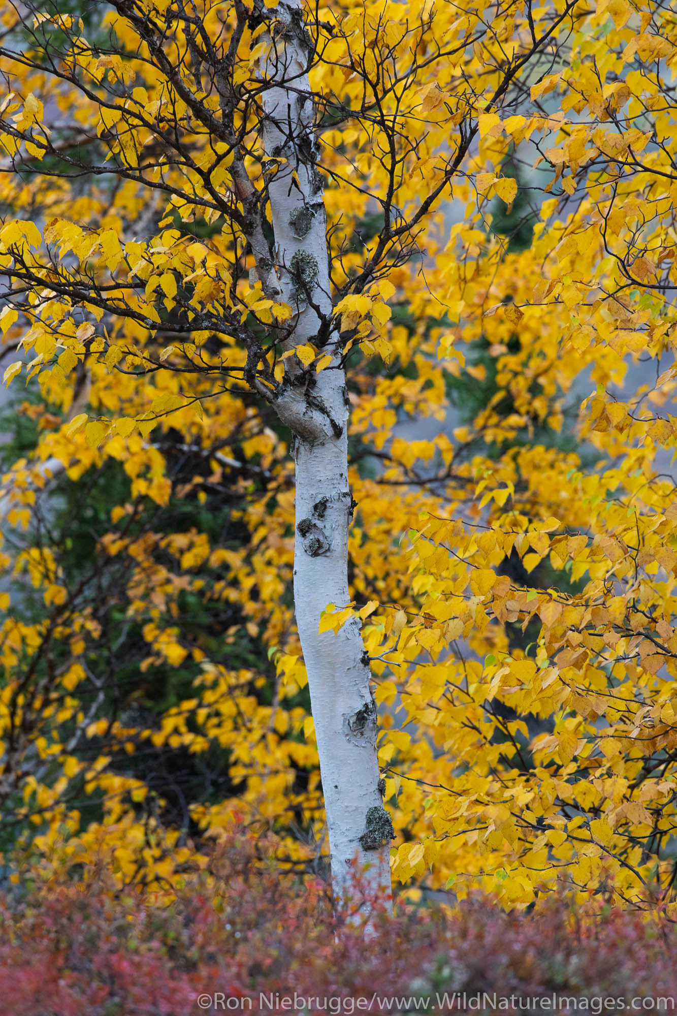 Autumn colors along the Dalton Highway, Alaska.