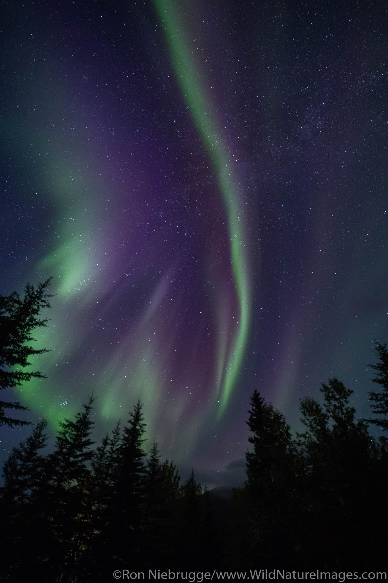 Northern Lights, also known as Aurora borealis, Wiseman, Alaska
