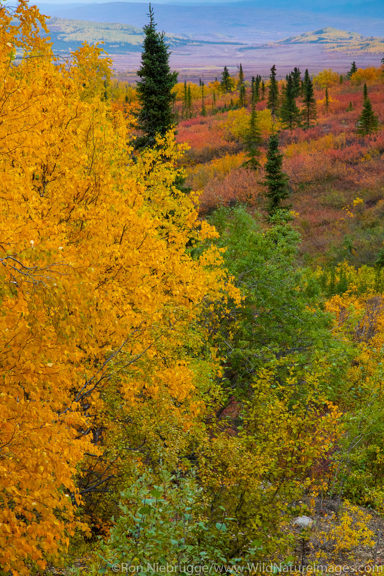 Autumn colors along the Dalton Highway, Alaska.
