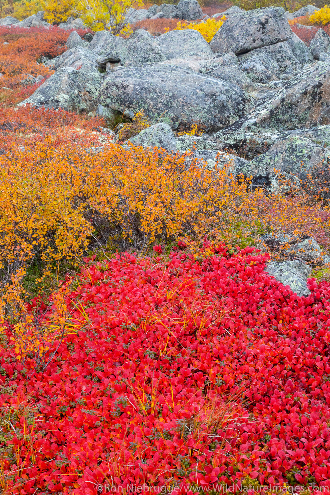 Autumn colors along the Dalton Highway, Alaska.